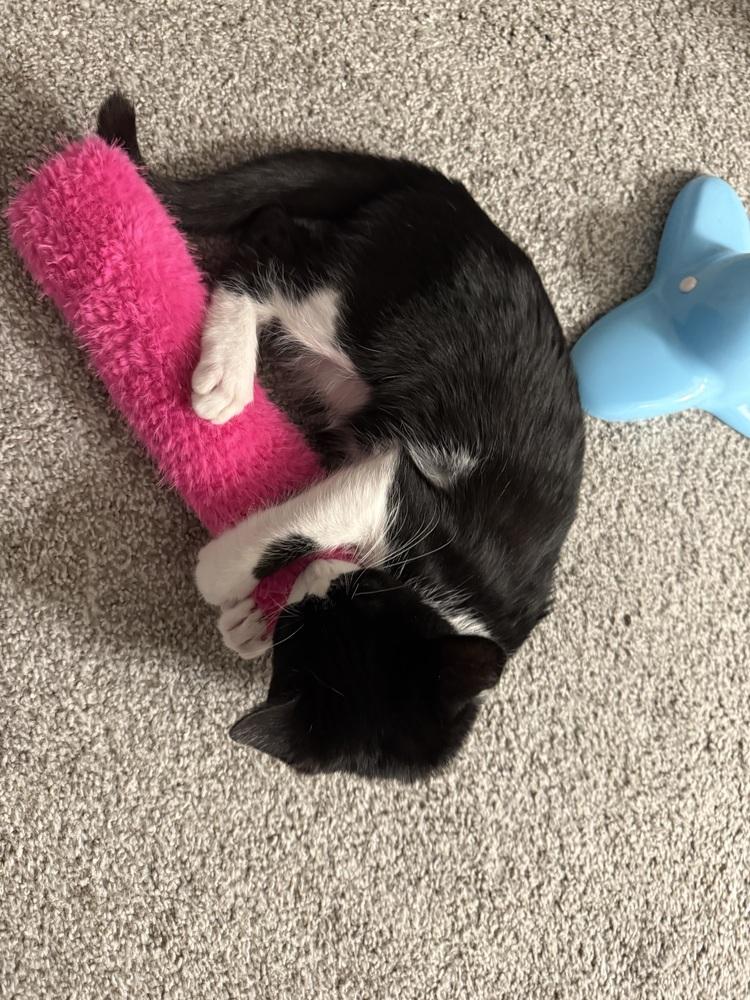 Enlarge Ollie, a Adoptable Domestic Short Hair in Dayton, OH image 5/5