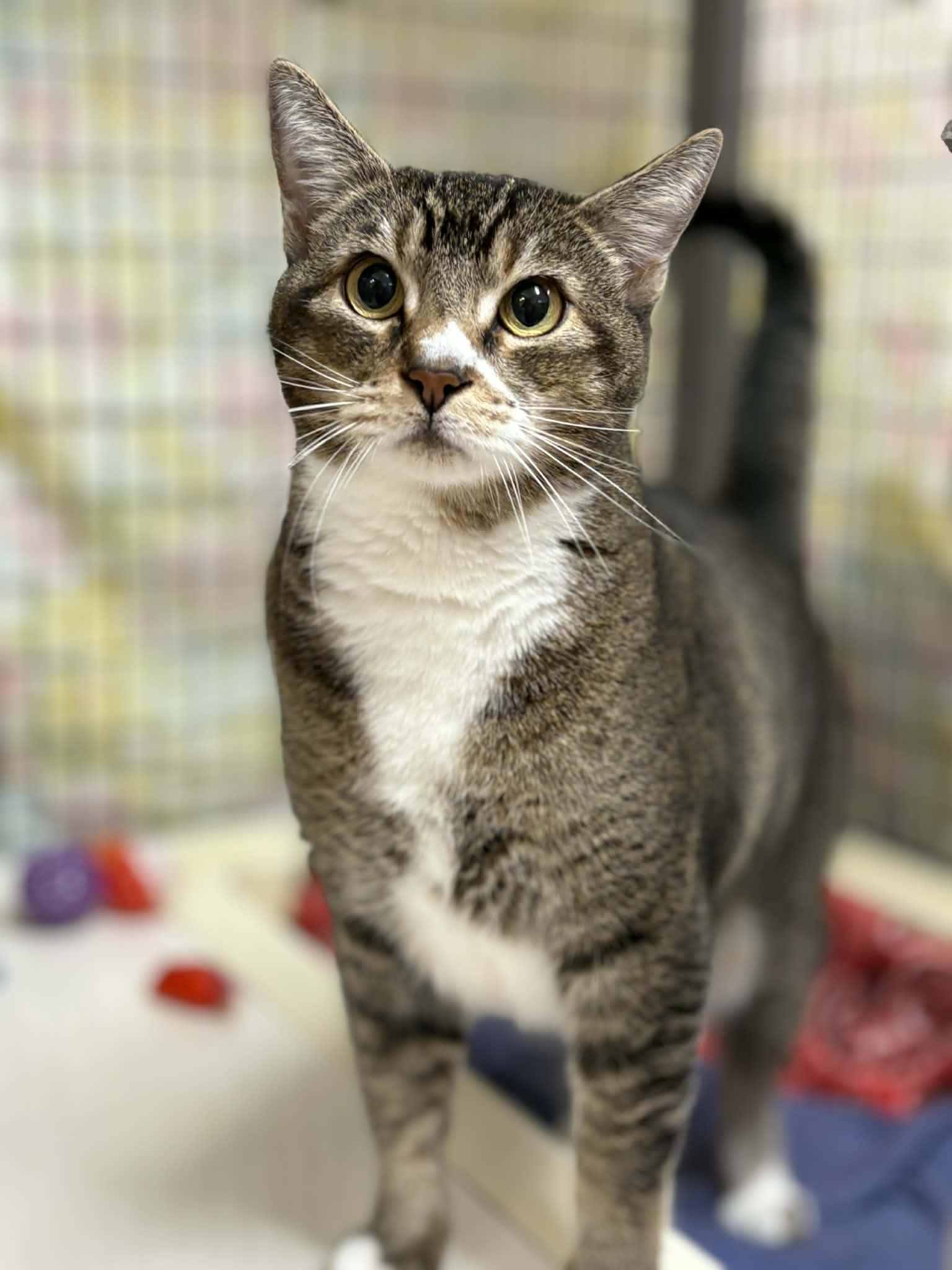 Enlarge Christopher Cucumber, a ADOPTABLE Domestic Short Hair in Grants Pass, OR image 1/1