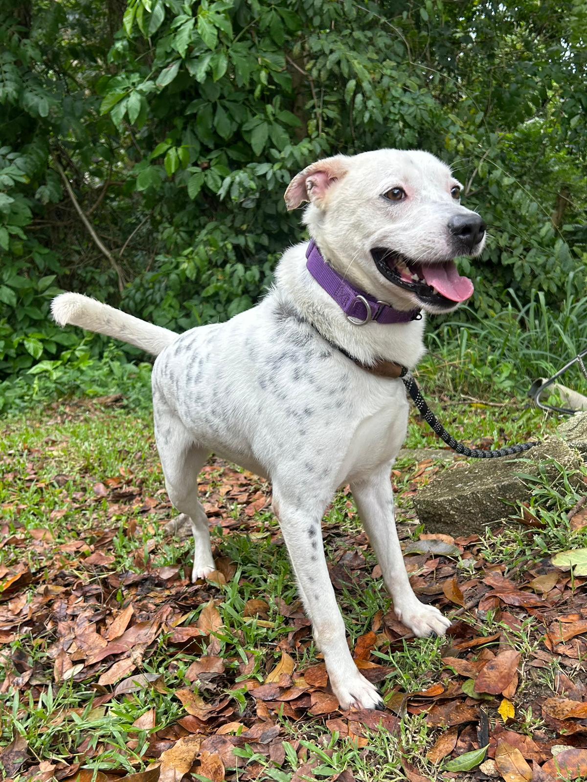 Enlarge Bratty Balboa, a Adoptable mixed breed in Punta Santiago, PR image 2/3
