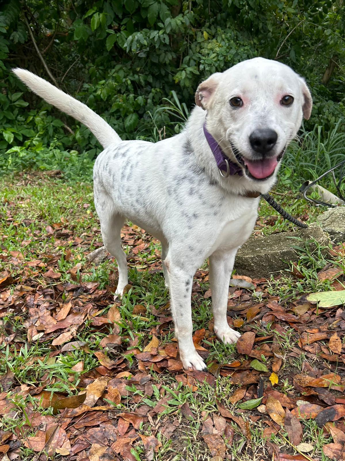 Enlarge Bratty Balboa, a Adoptable mixed breed in Punta Santiago, PR image 1/3