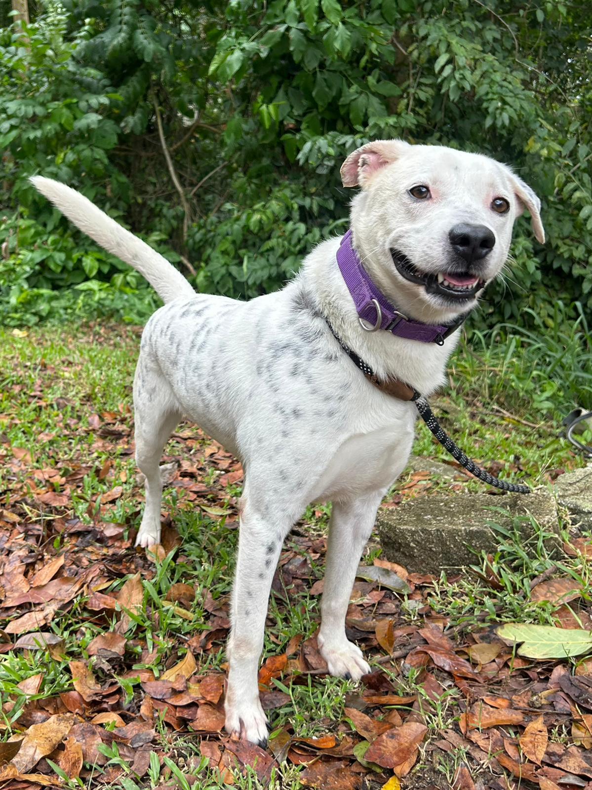 Enlarge Bratty Balboa, a Adoptable mixed breed in Punta Santiago, PR image 3/3
