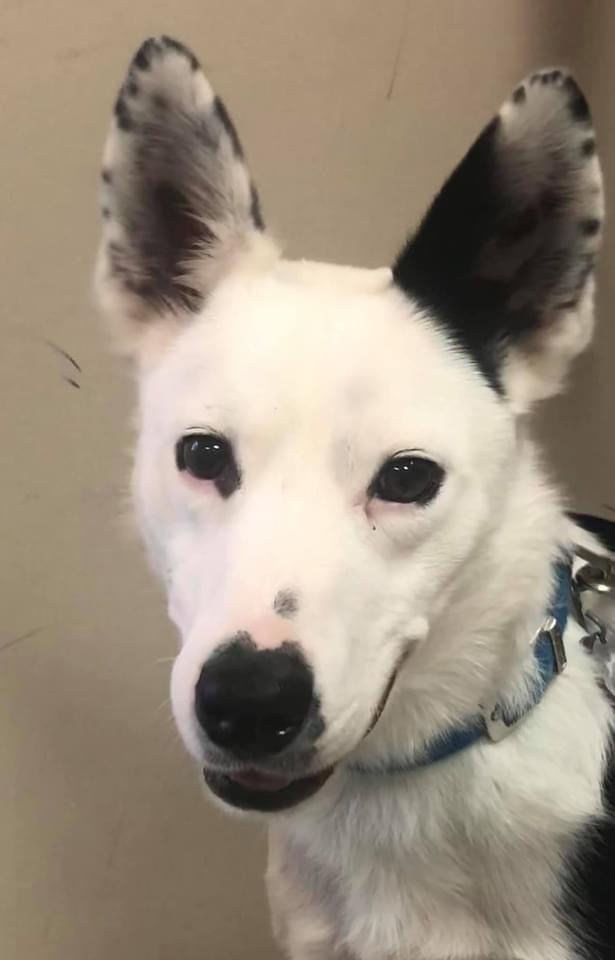 Maverick, a Adoptable Australian Kelpie in Independence, MO image 1/8
