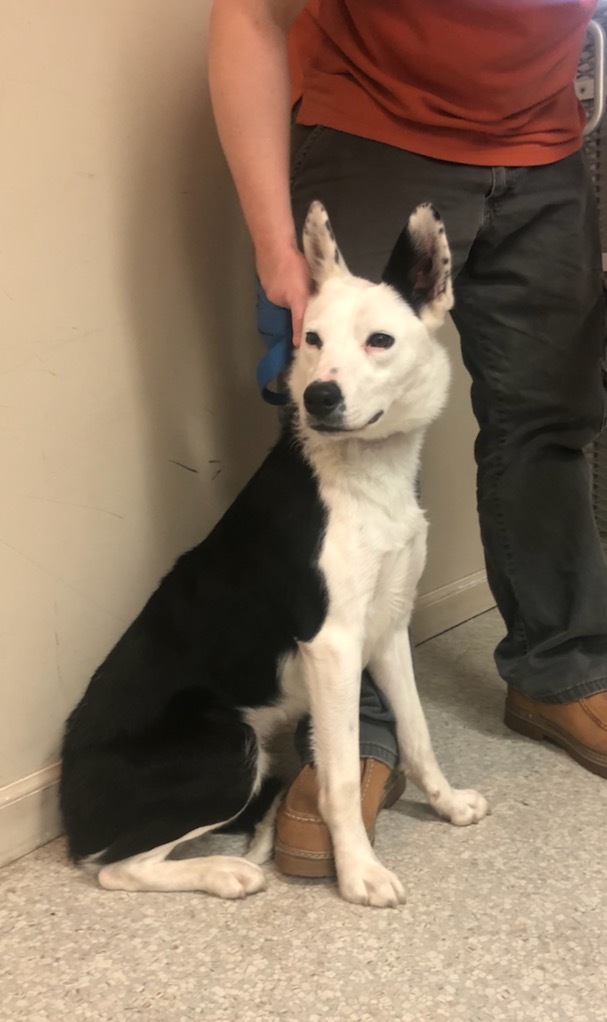 Maverick, a Adoptable Australian Kelpie in Independence, MO image 2/8