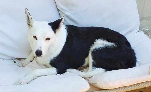 Maverick, a Adoptable Australian Kelpie in Independence, MO image 3/8