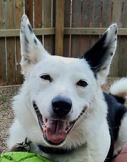Maverick photo 4