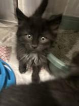 Puma, Adopted, Kitten Female Domestic Long Hair.