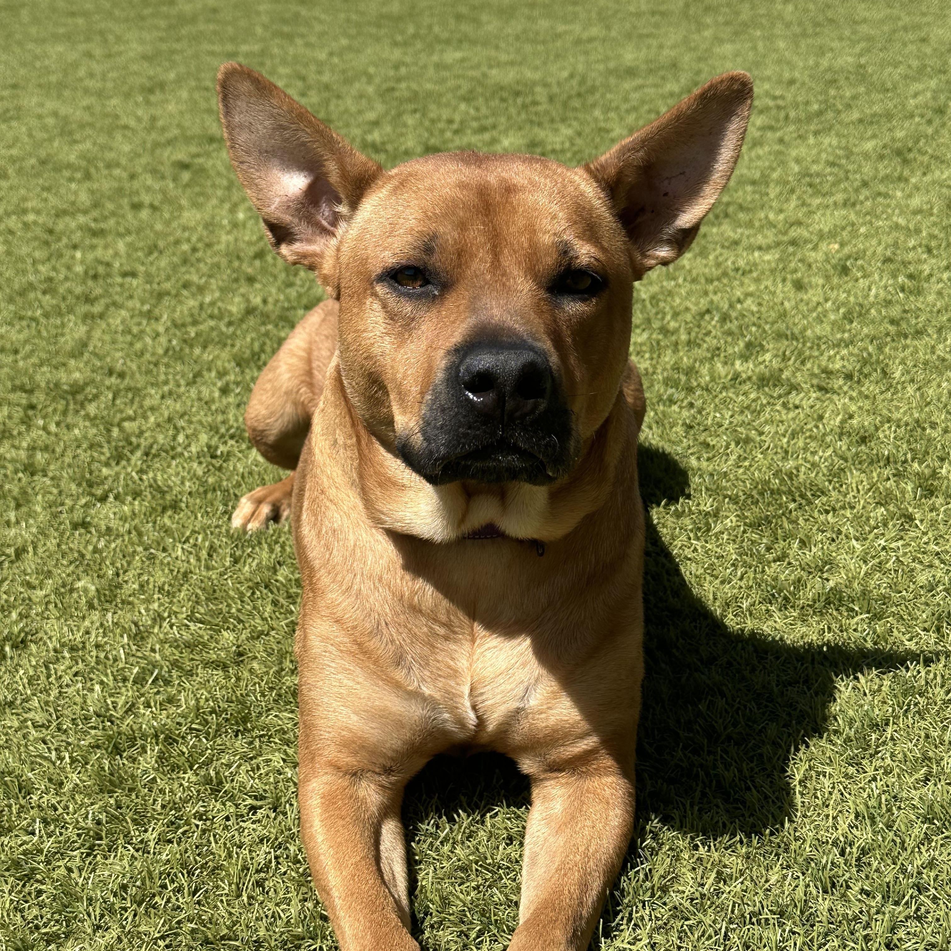 Kate, Adoptable, Adult Female Carolina Dog.