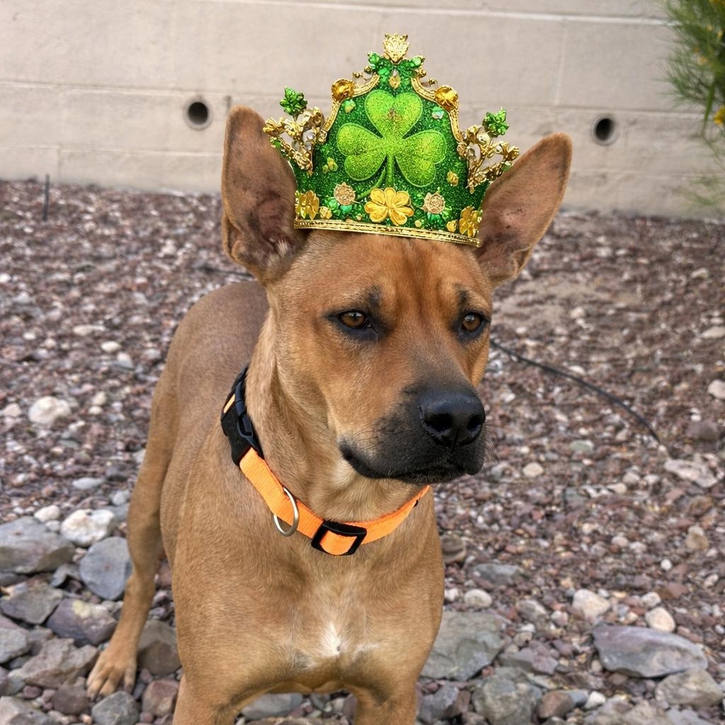 Kate, Adoptable, Adult Female Carolina Dog.