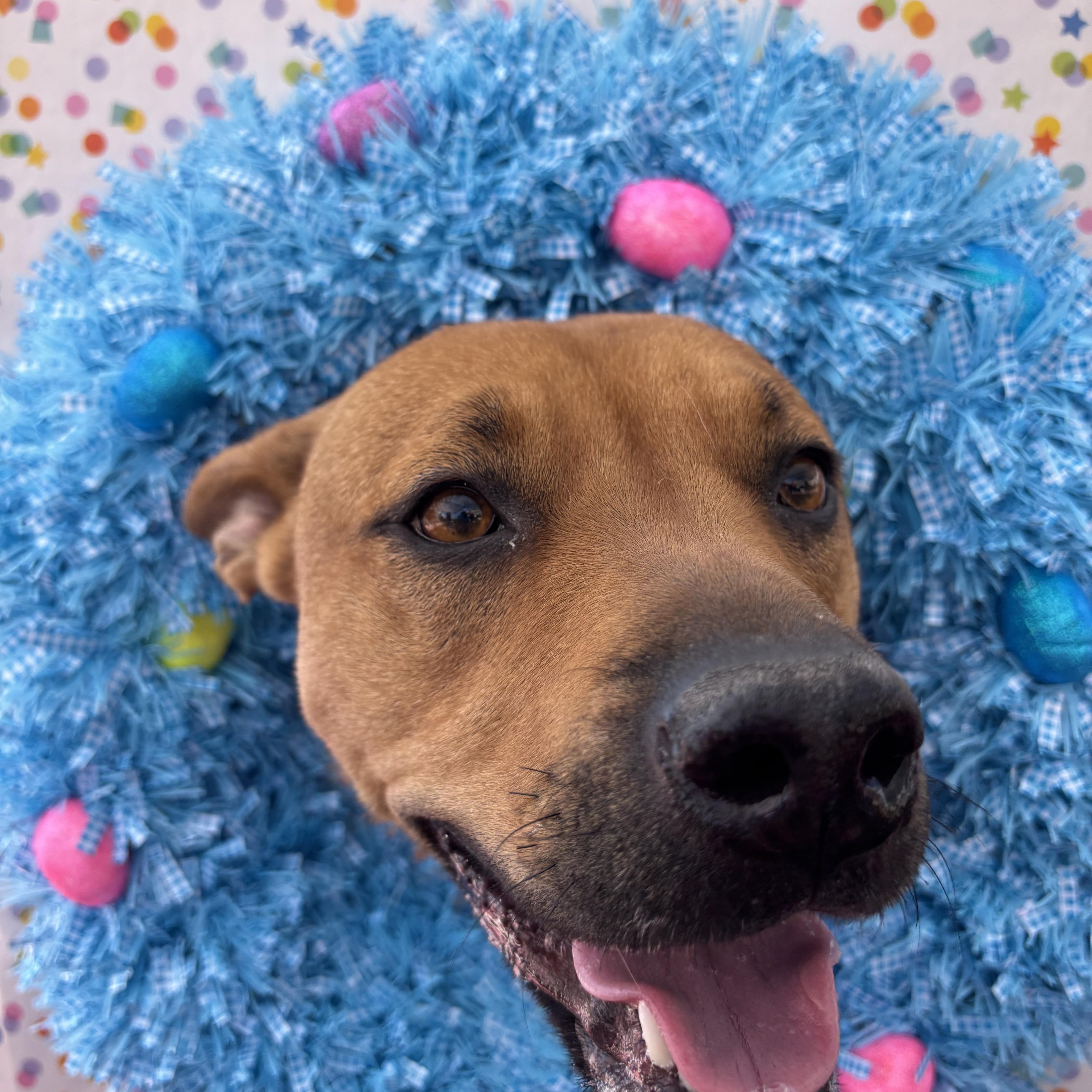 Enlarge Kate, a Adoptable mixed breed in Phoenix, AZ image 5/5