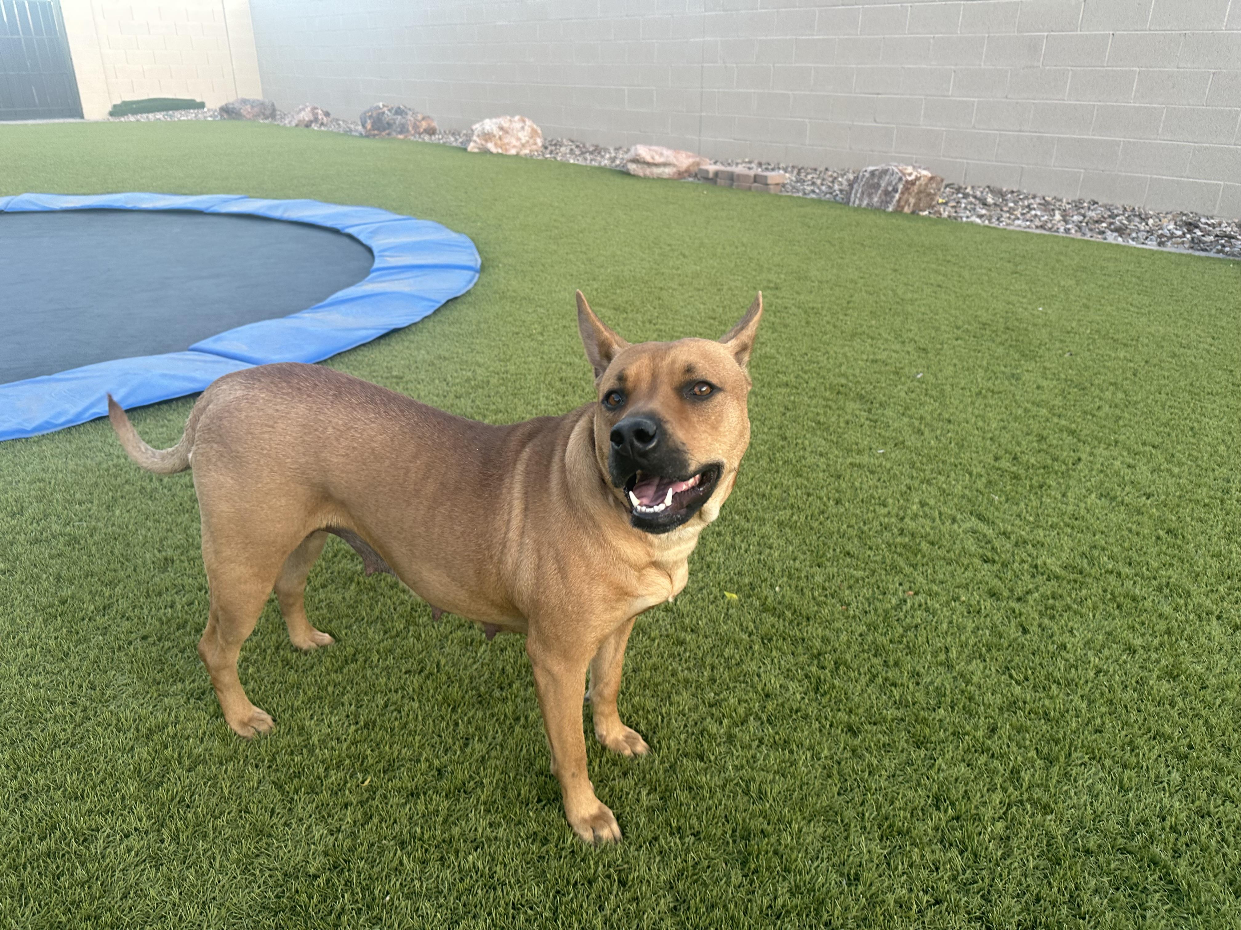 Enlarge Kate, a Adoptable mixed breed in Phoenix, AZ image 5/5
