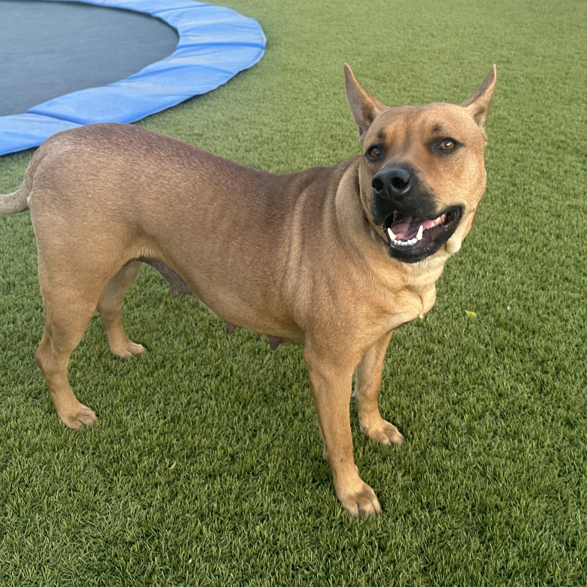 Kate, a Adoptable mixed breed in Phoenix, AZ image 2/5