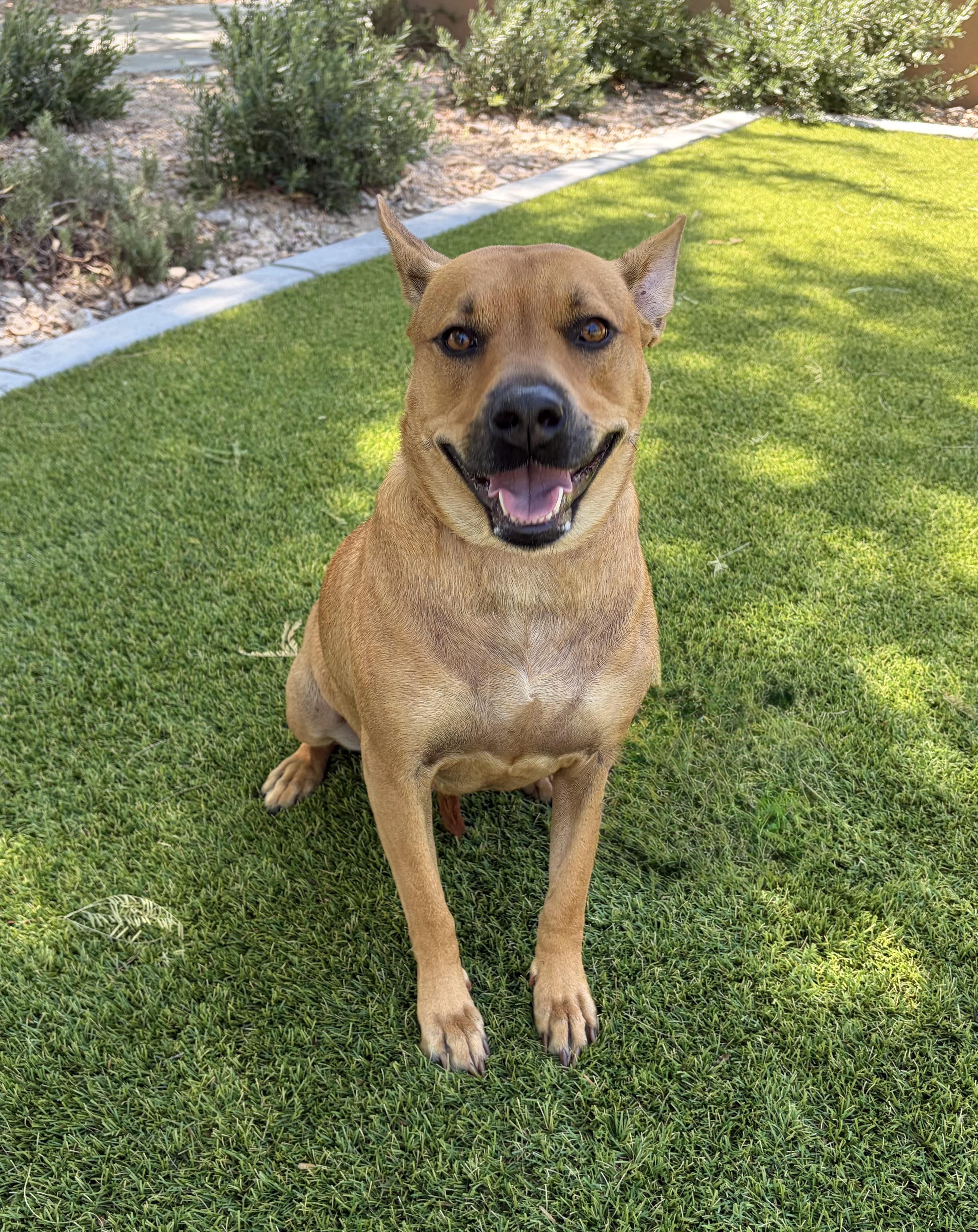 Enlarge Kate, a Adoptable mixed breed in Phoenix, AZ image 2/6