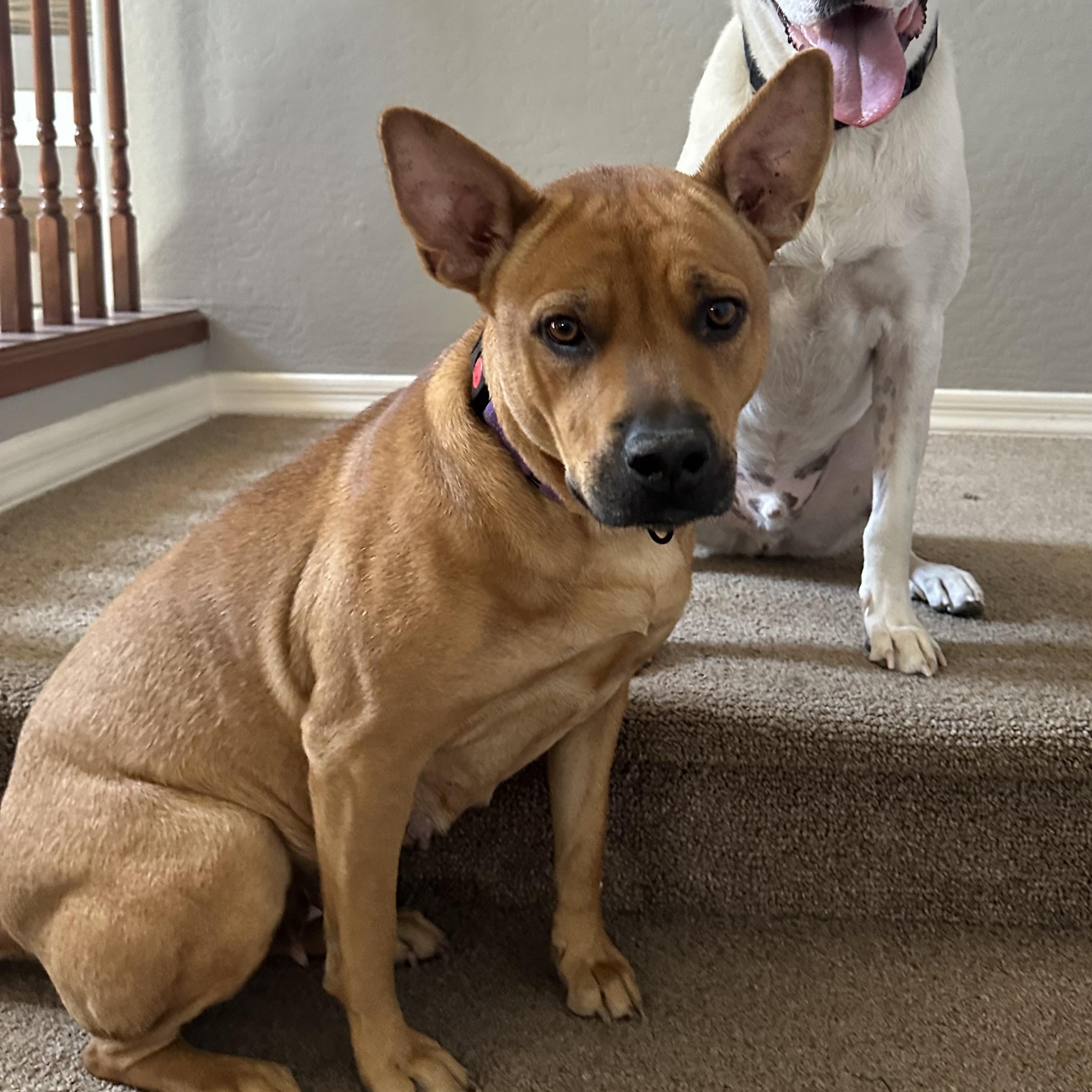 Kate, a Adoptable mixed breed in Phoenix, AZ image 3/5