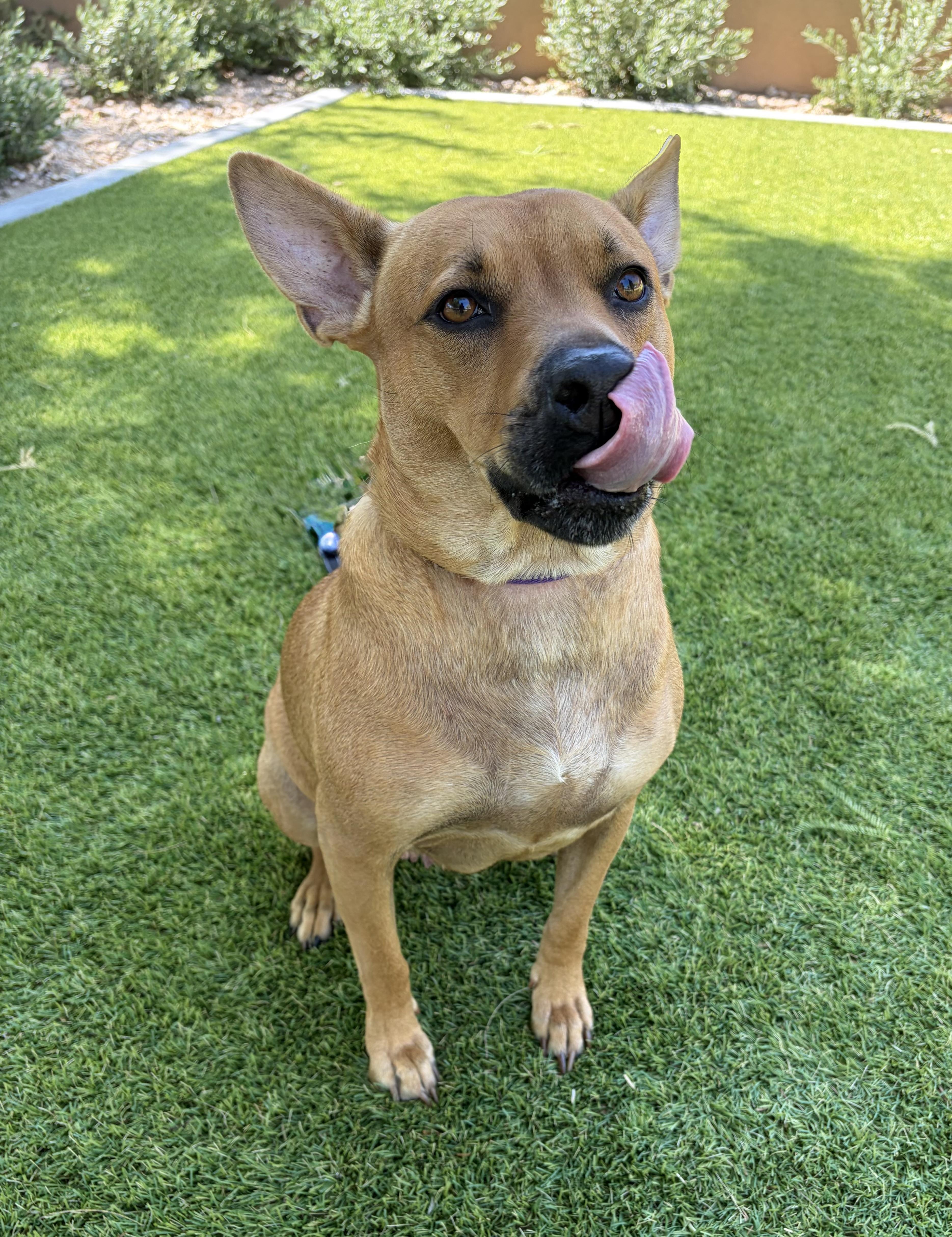 Enlarge Kate, a Adoptable mixed breed in Phoenix, AZ image 5/6