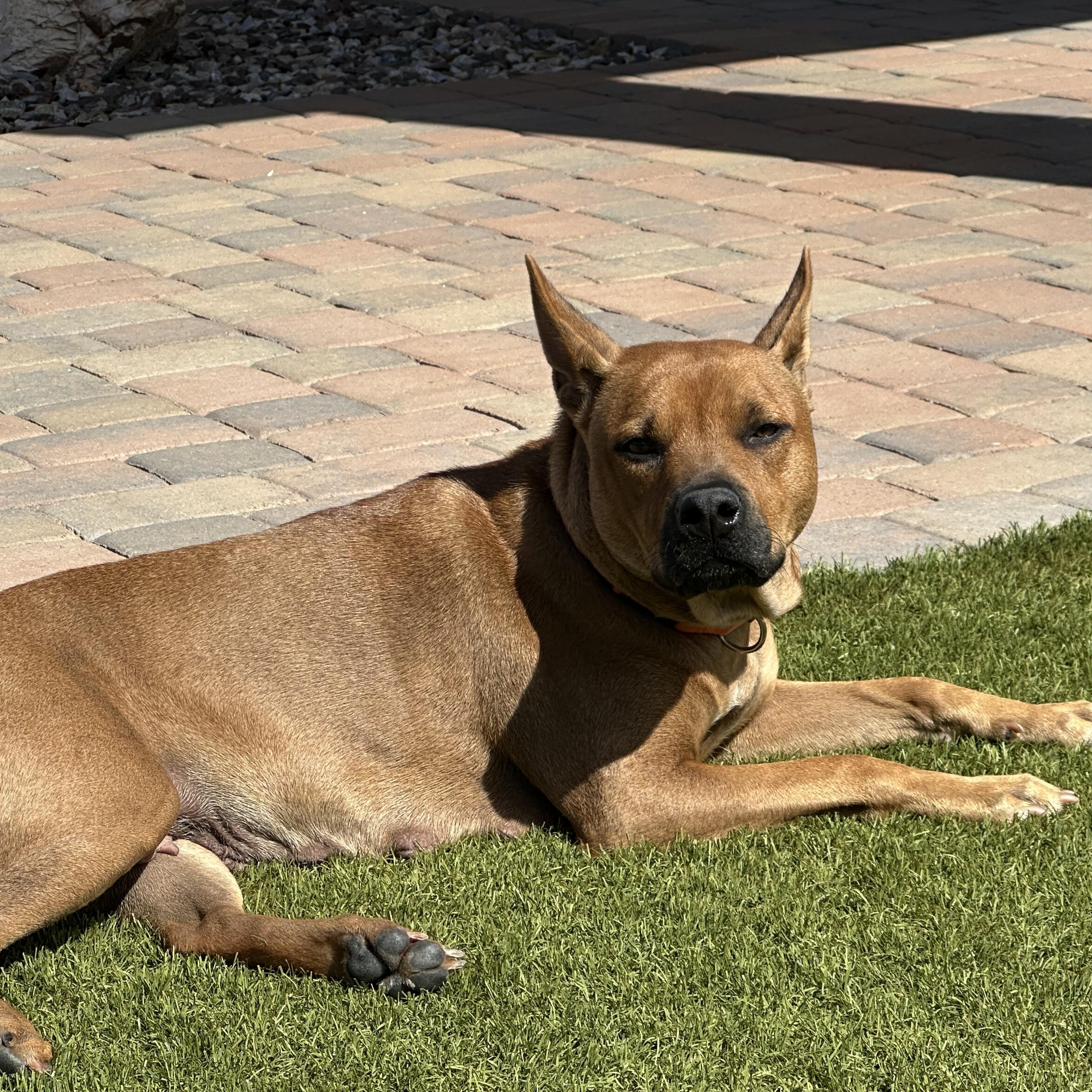 Enlarge Kate, a Adoptable mixed breed in Phoenix, AZ image 4/5