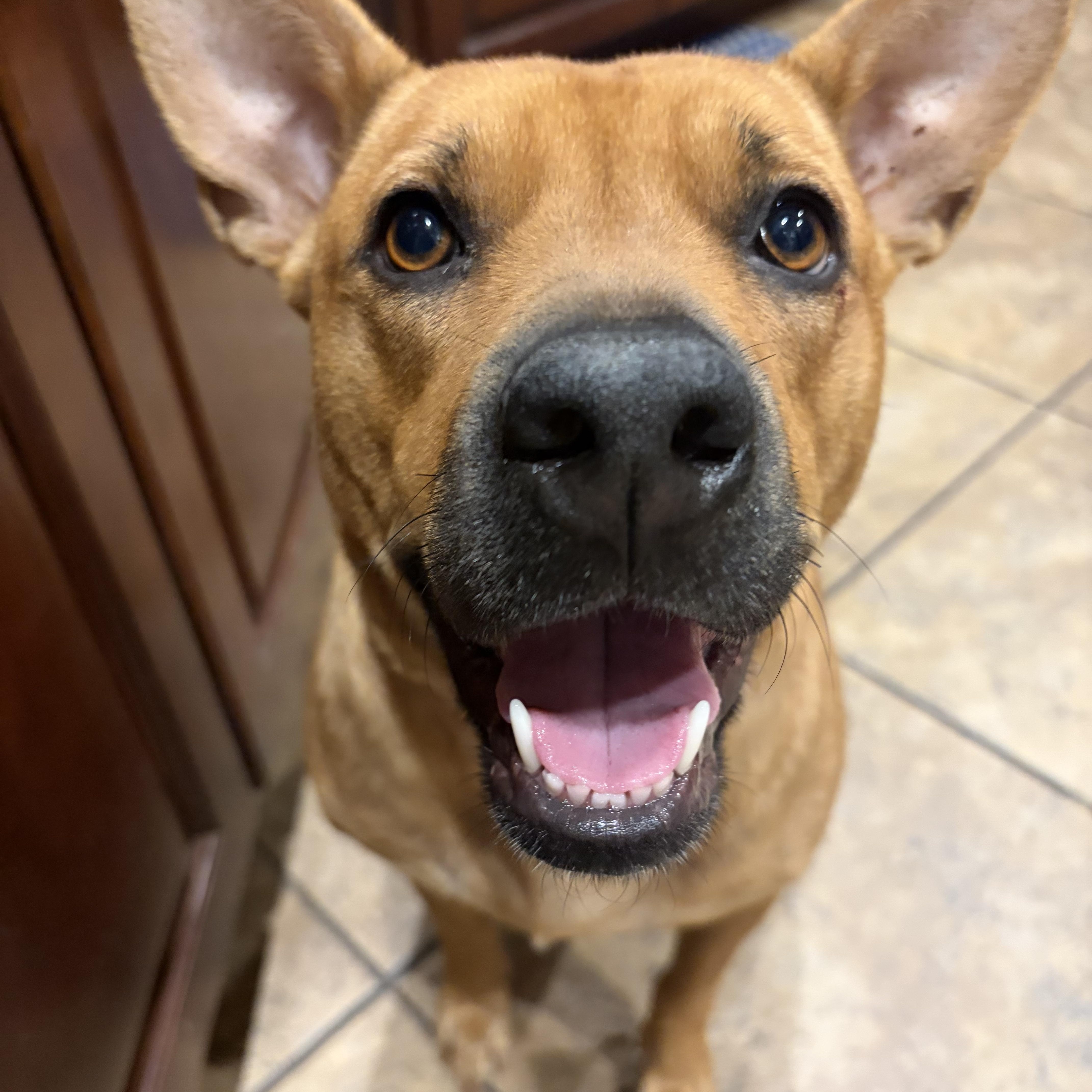 Kate, Adoptable, Adult Female Carolina Dog.