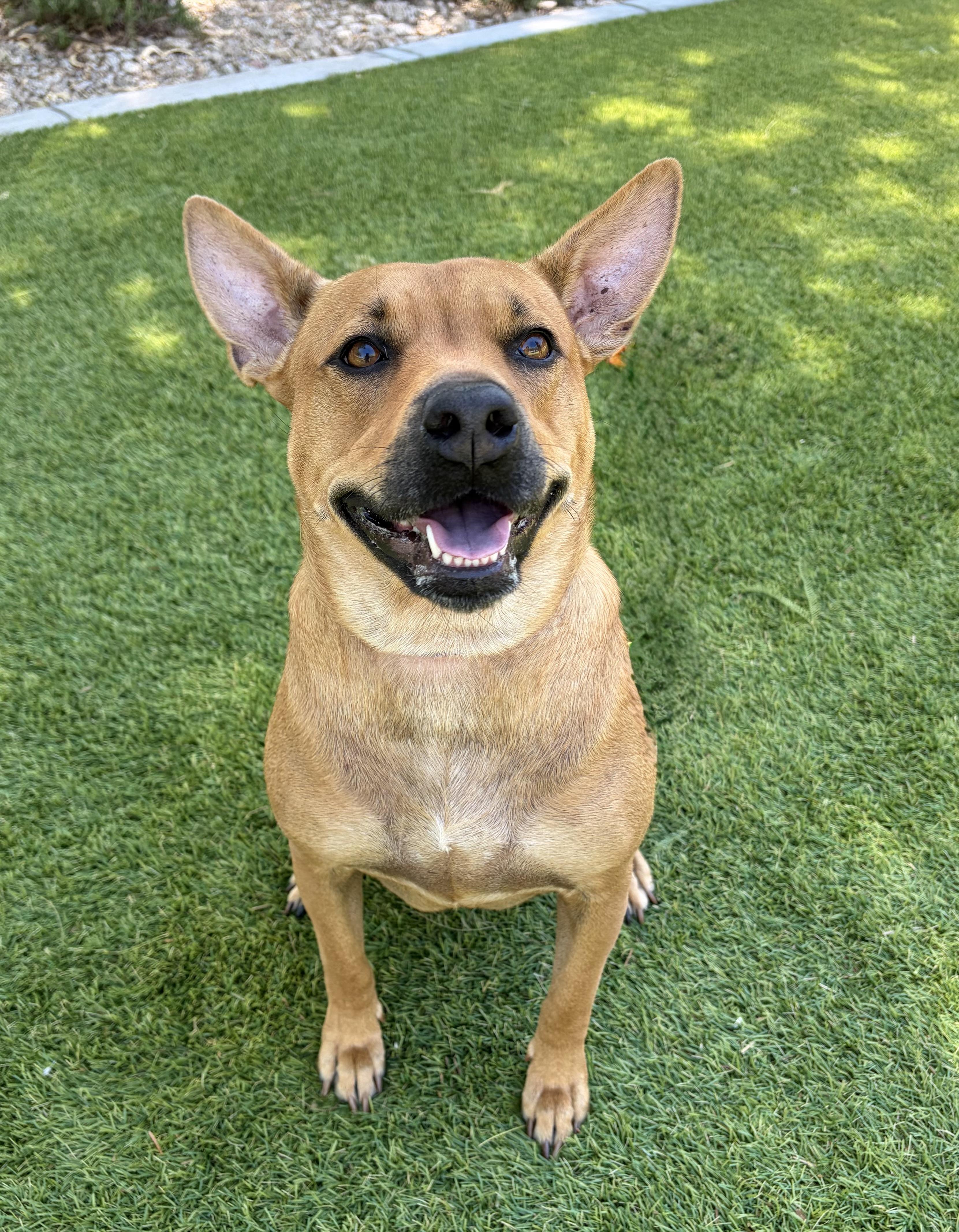 Enlarge Kate, a Adoptable mixed breed in Phoenix, AZ image 1/6