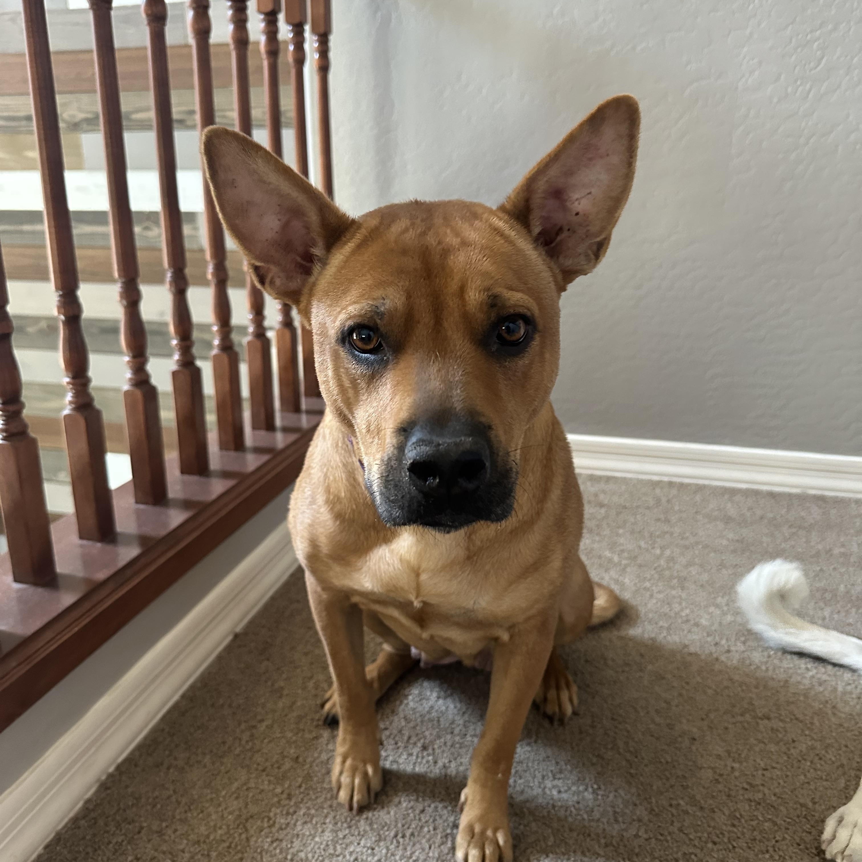 Kate, a Adoptable mixed breed in Phoenix, AZ image 5/5