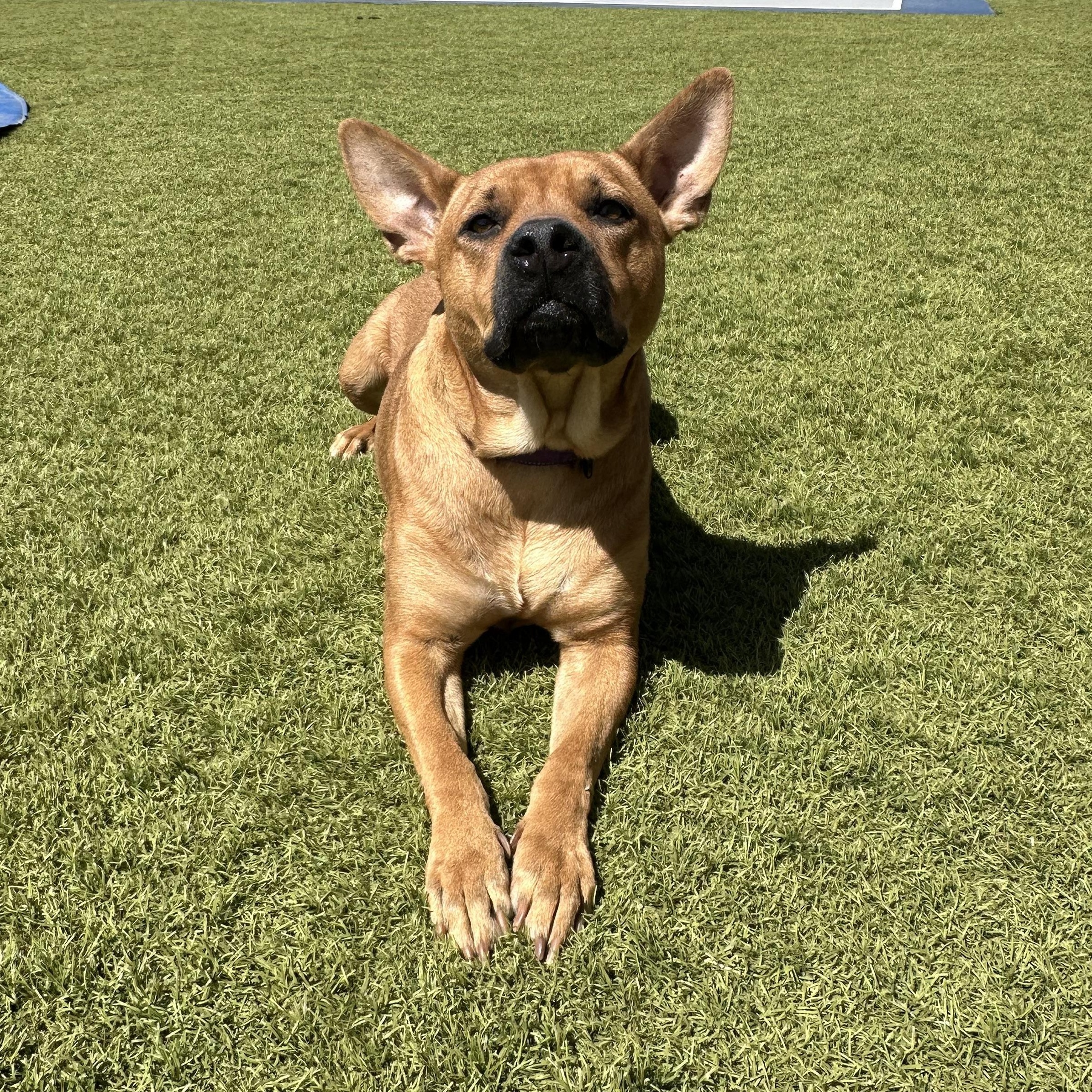 Kate, a Adoptable mixed breed in Phoenix, AZ image 4/5