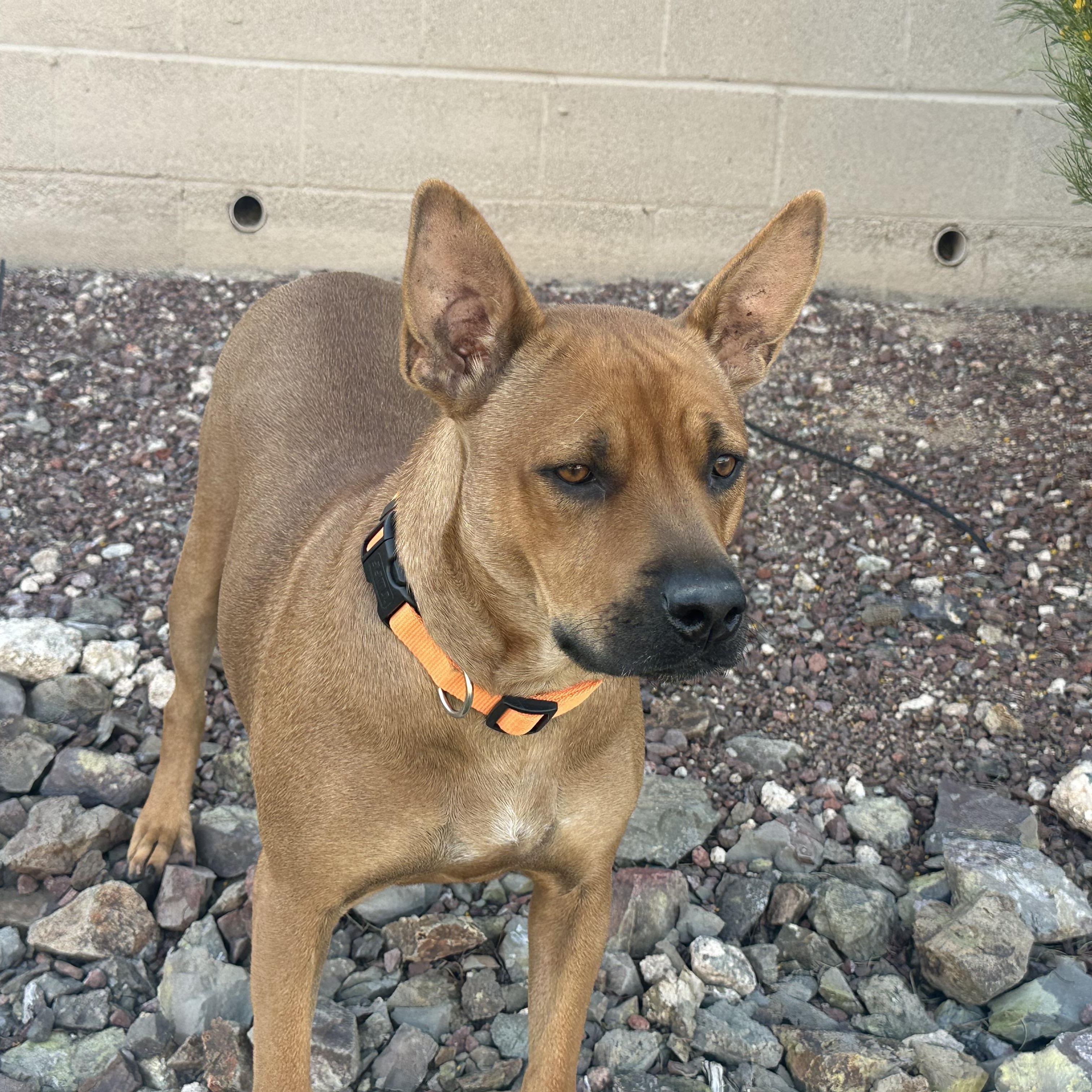 Enlarge Kate, a Adoptable mixed breed in Phoenix, AZ image 2/5