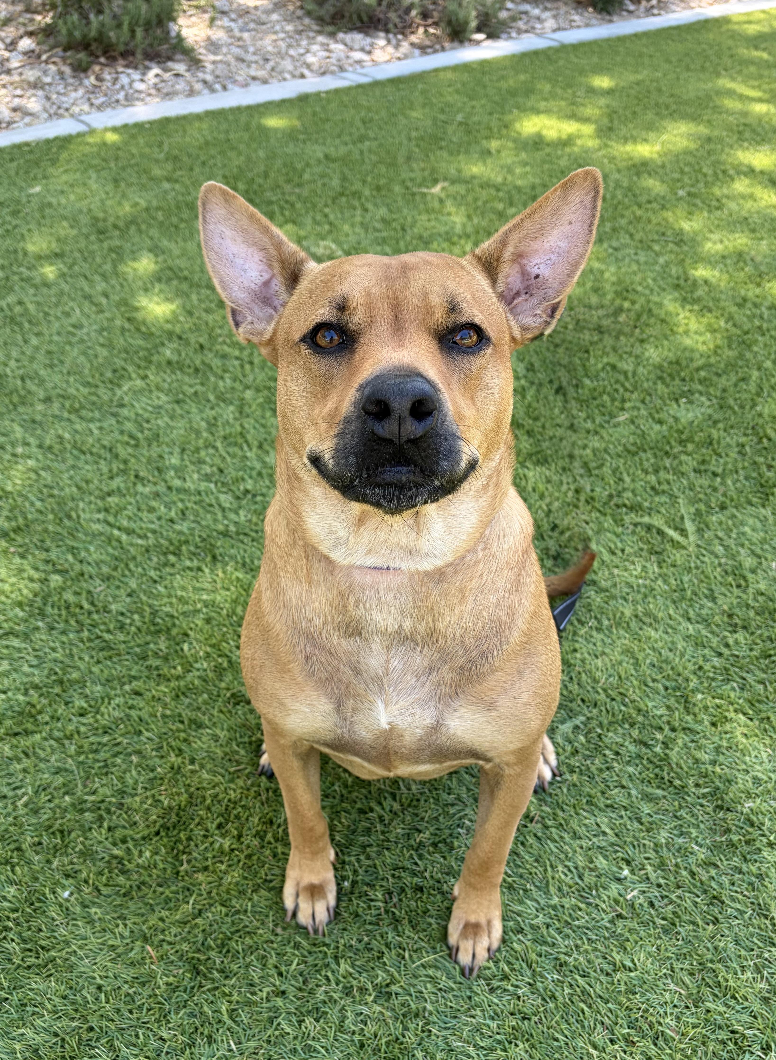 Enlarge Kate, a Adoptable mixed breed in Phoenix, AZ image 6/6