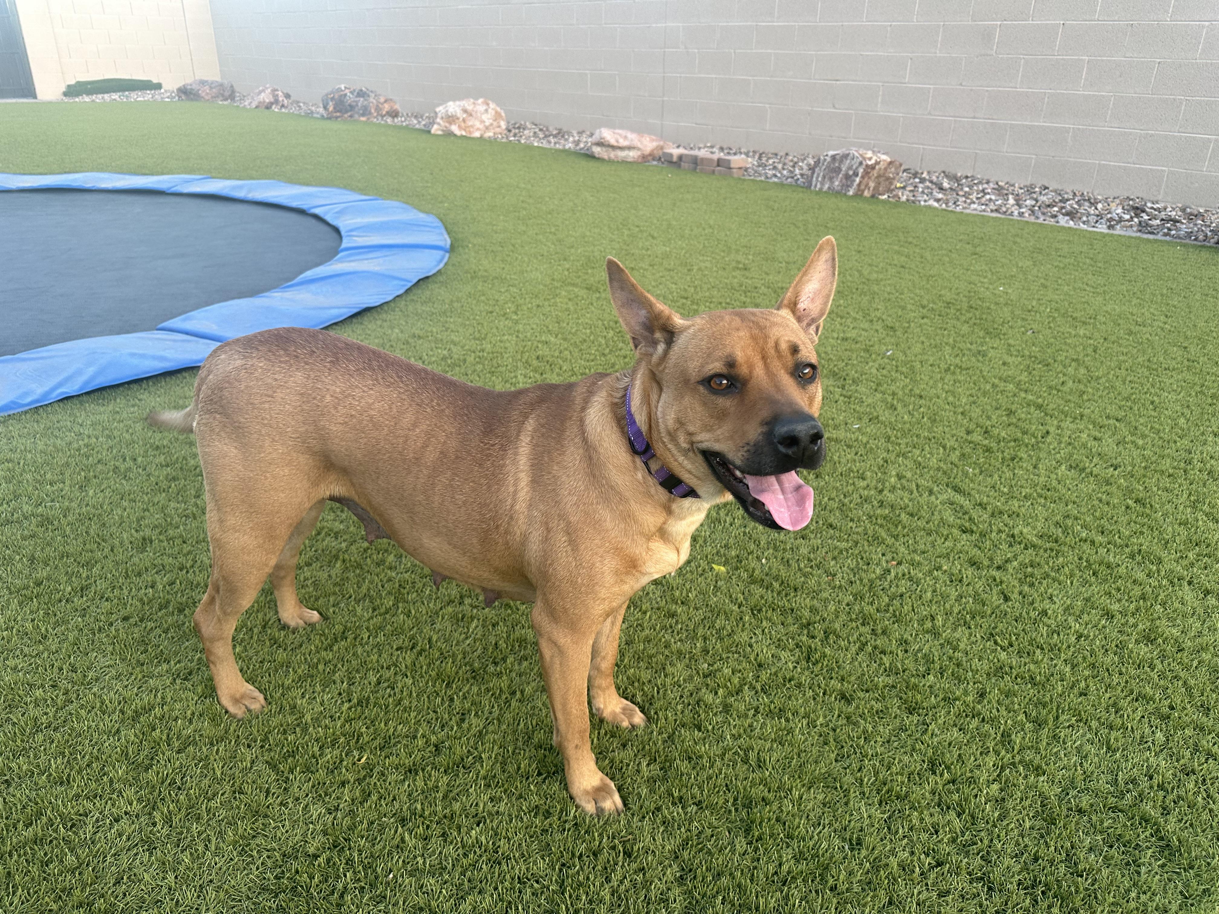 Kate, Adoptable, Adult Female Carolina Dog.