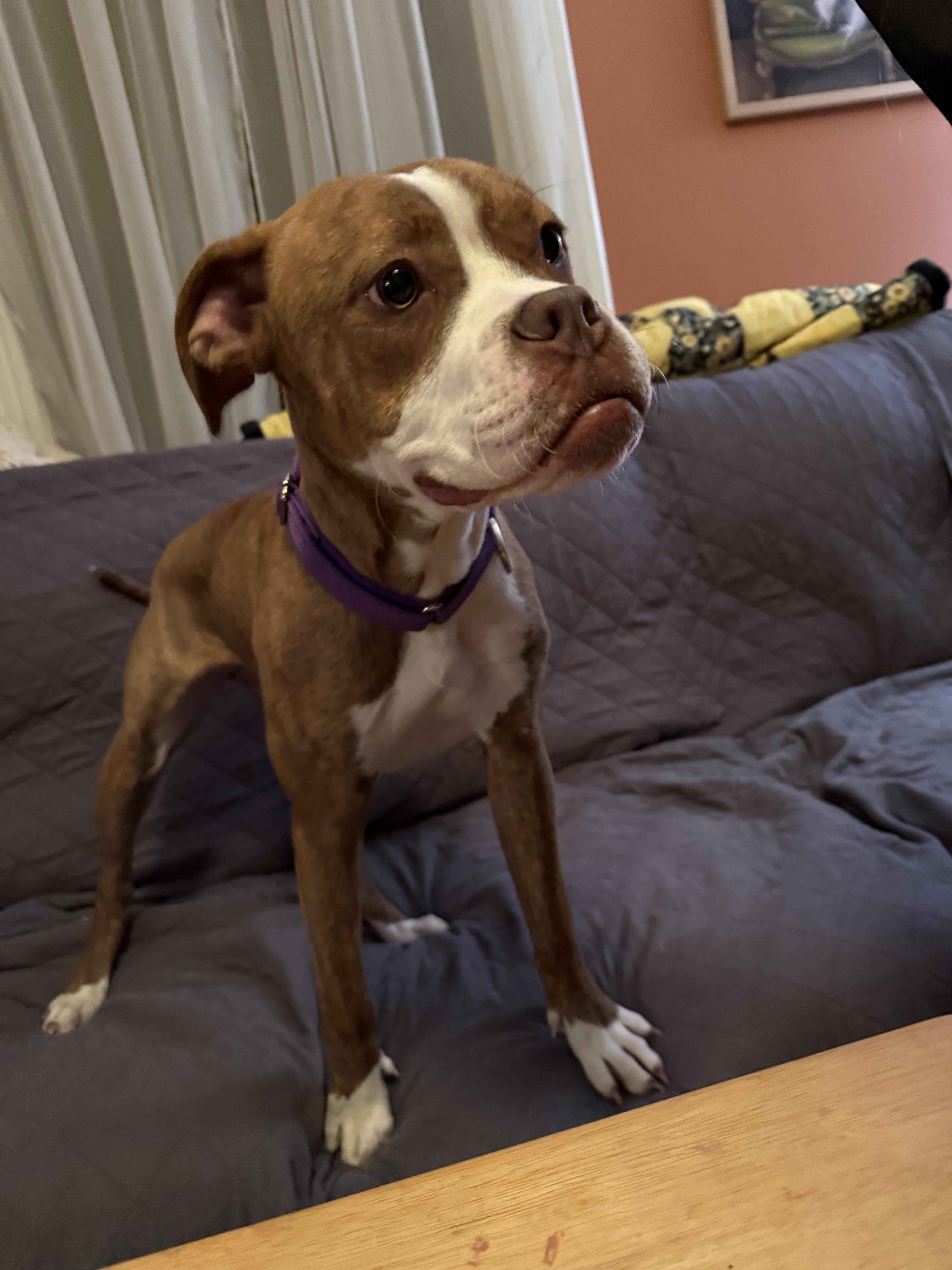 Brie, a ADOPTABLE mixed breed in Athens, NY image 2/4