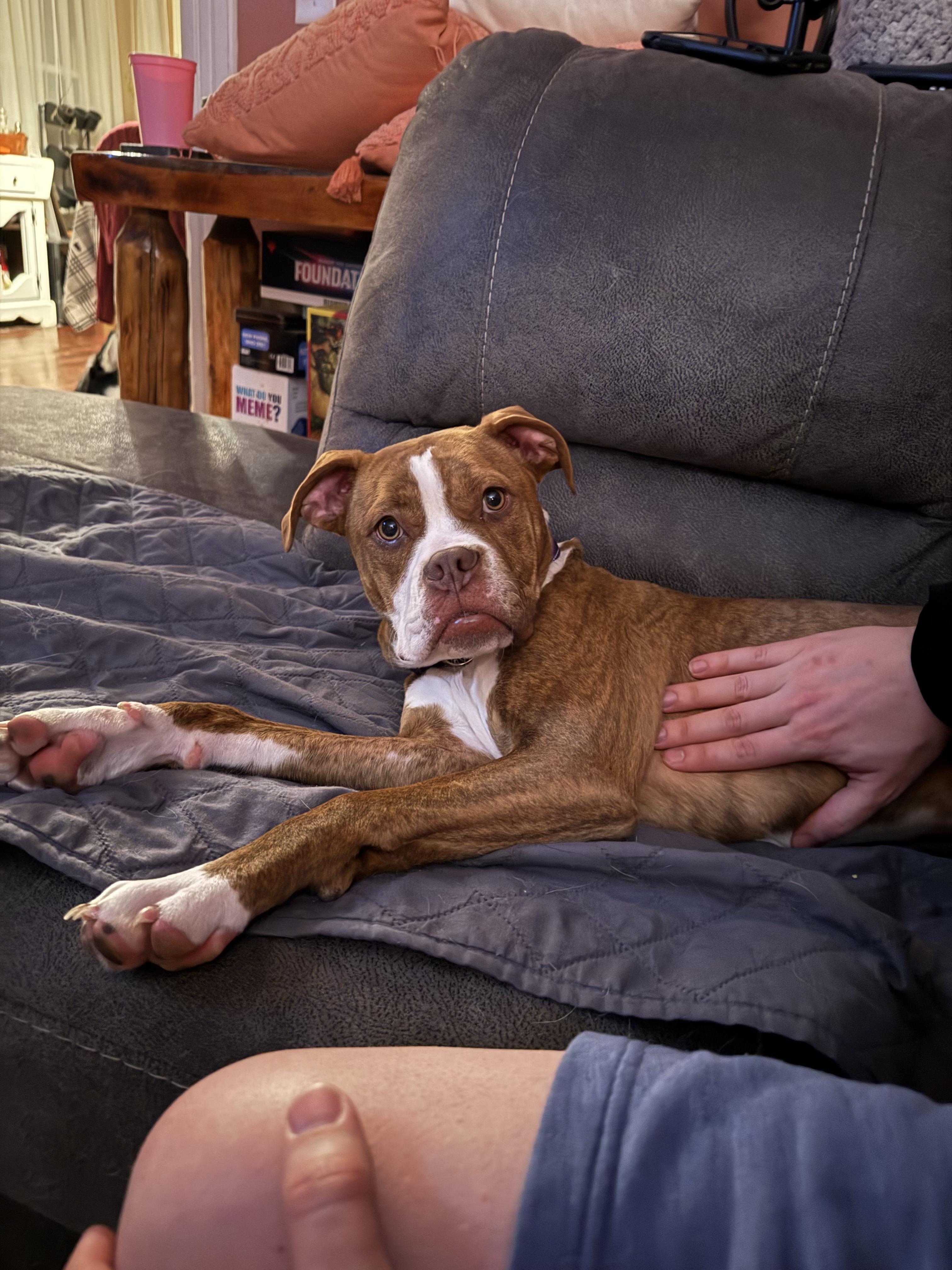 Brie, a ADOPTABLE mixed breed in Athens, NY image 4/4