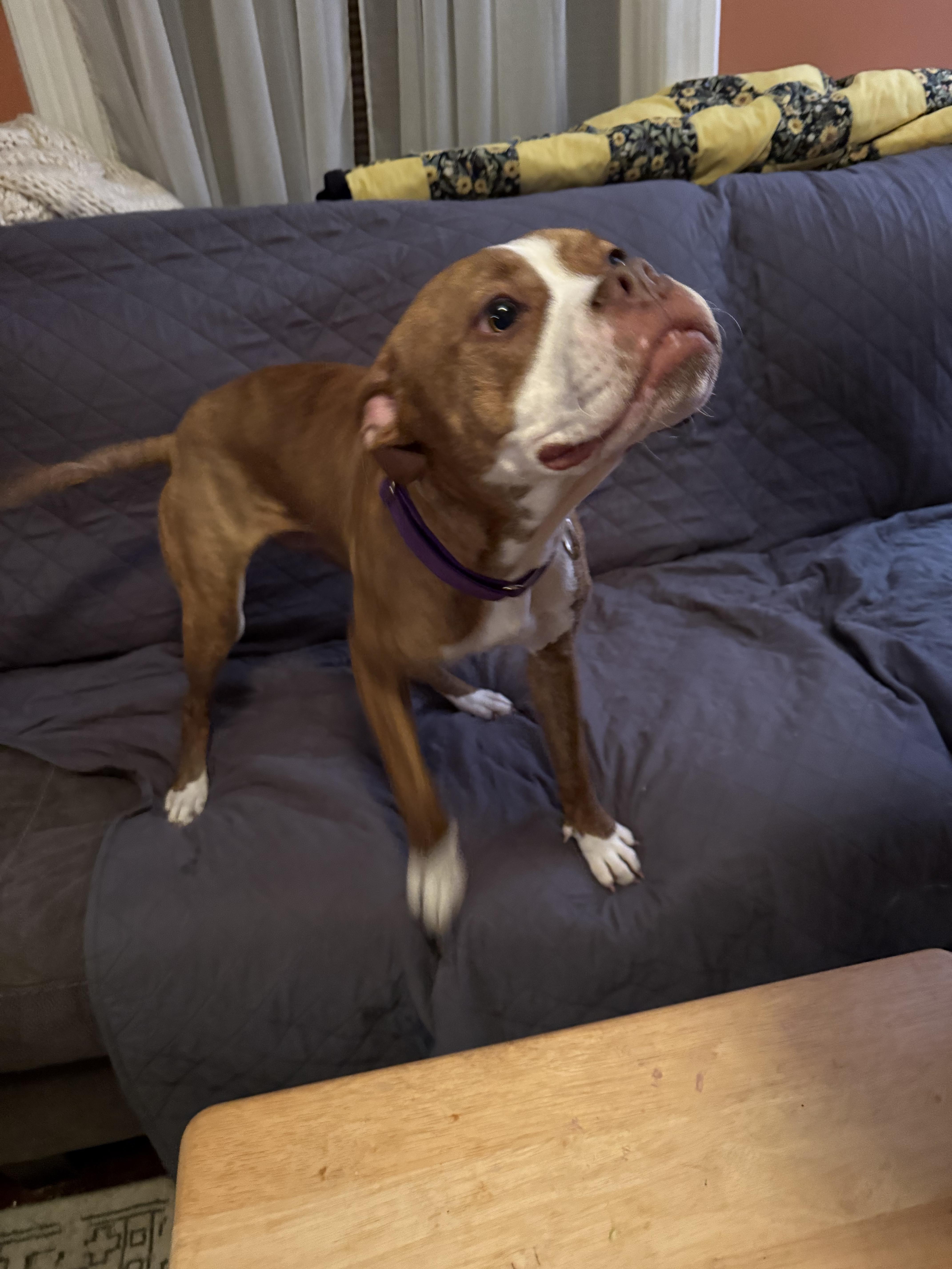 Brie, a ADOPTABLE mixed breed in Athens, NY image 3/4