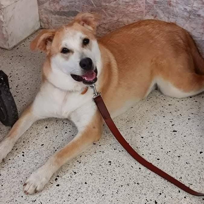 Enlarge Lizzie, a Adoptable mixed breed in Lima, OH image 2/4