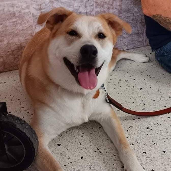 Enlarge Lizzie, a Adoptable mixed breed in Lima, OH image 3/4