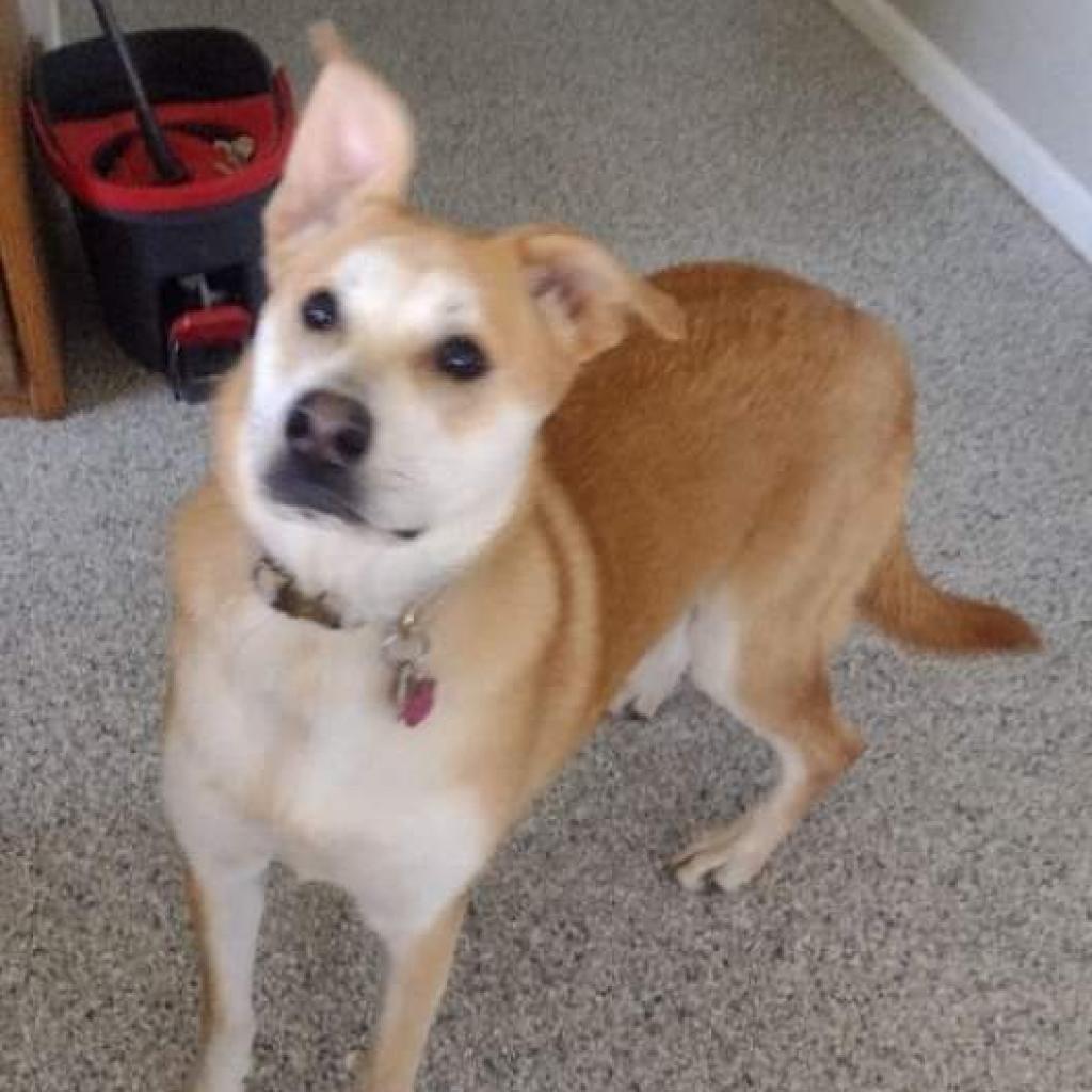 Enlarge Lizzie, a Adoptable mixed breed in Lima, OH image 4/4