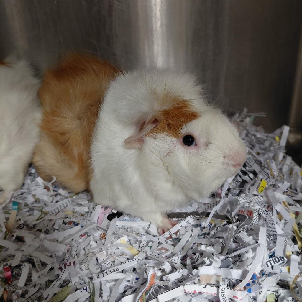 Tofu, Adoptable, Young Male Guinea Pig.