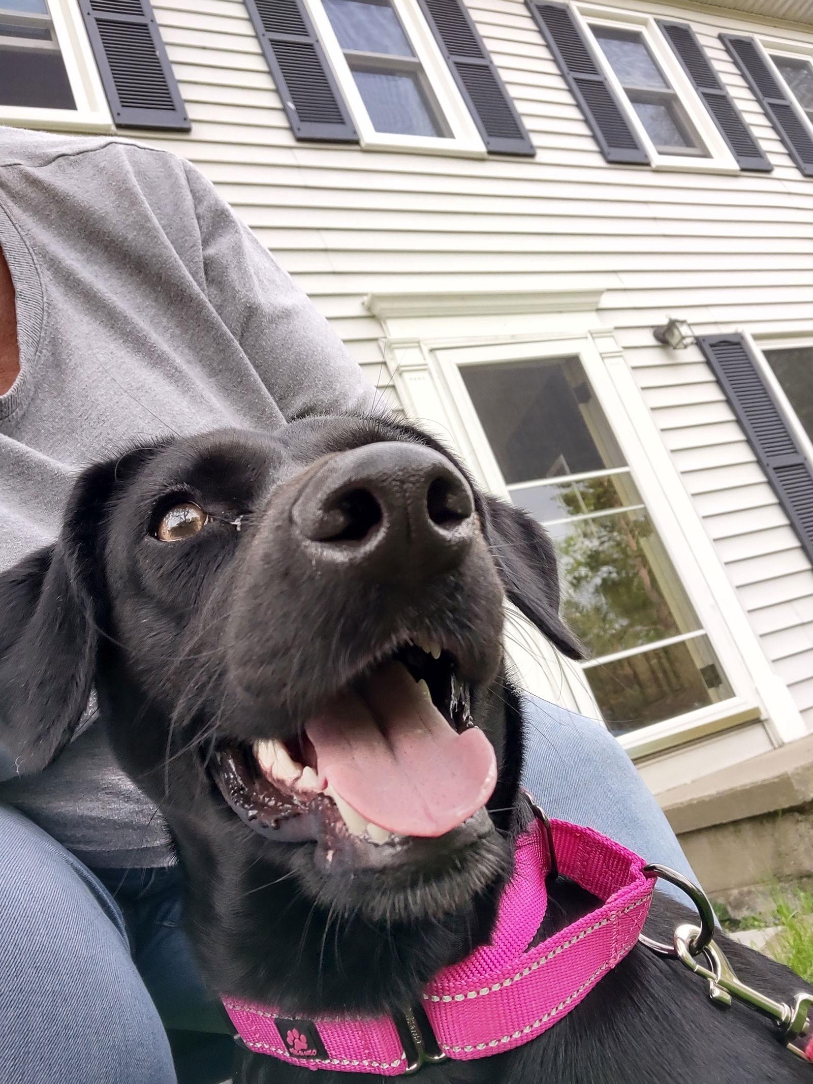 Coya in Ohio, Adoptable, Puppy Female Peruvian Inca Orchid.