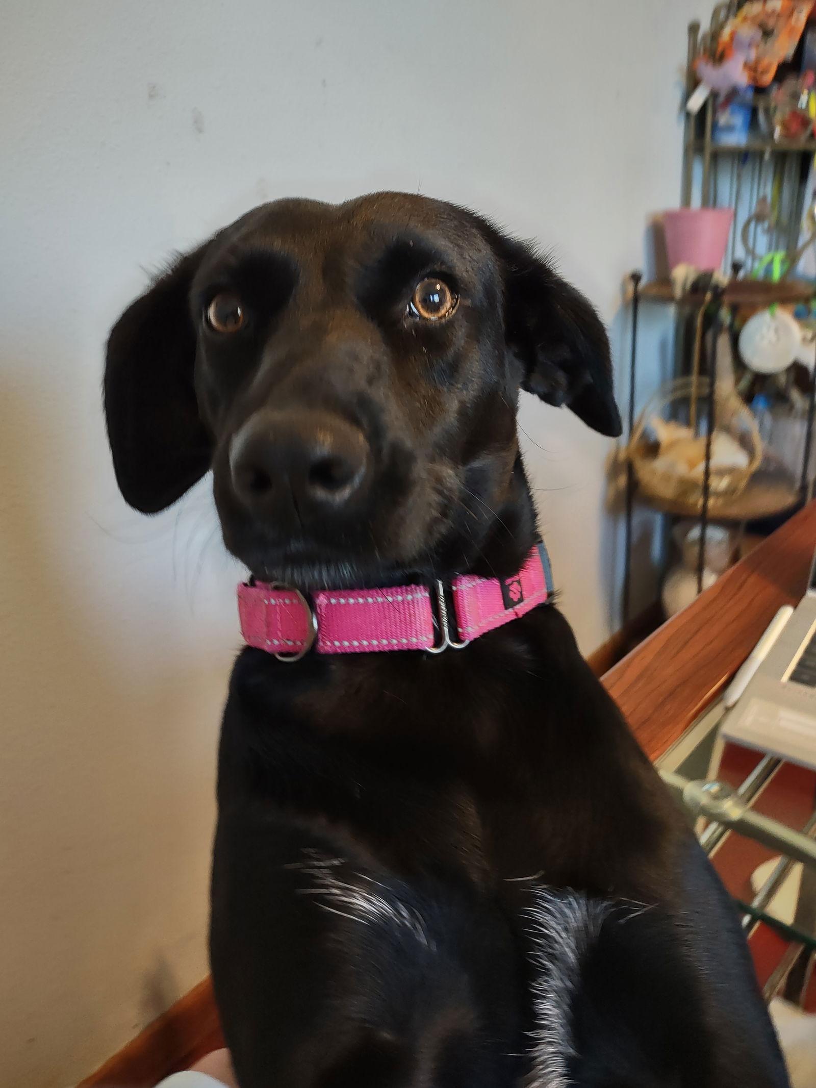 Coya In Ohio thumbnail 4