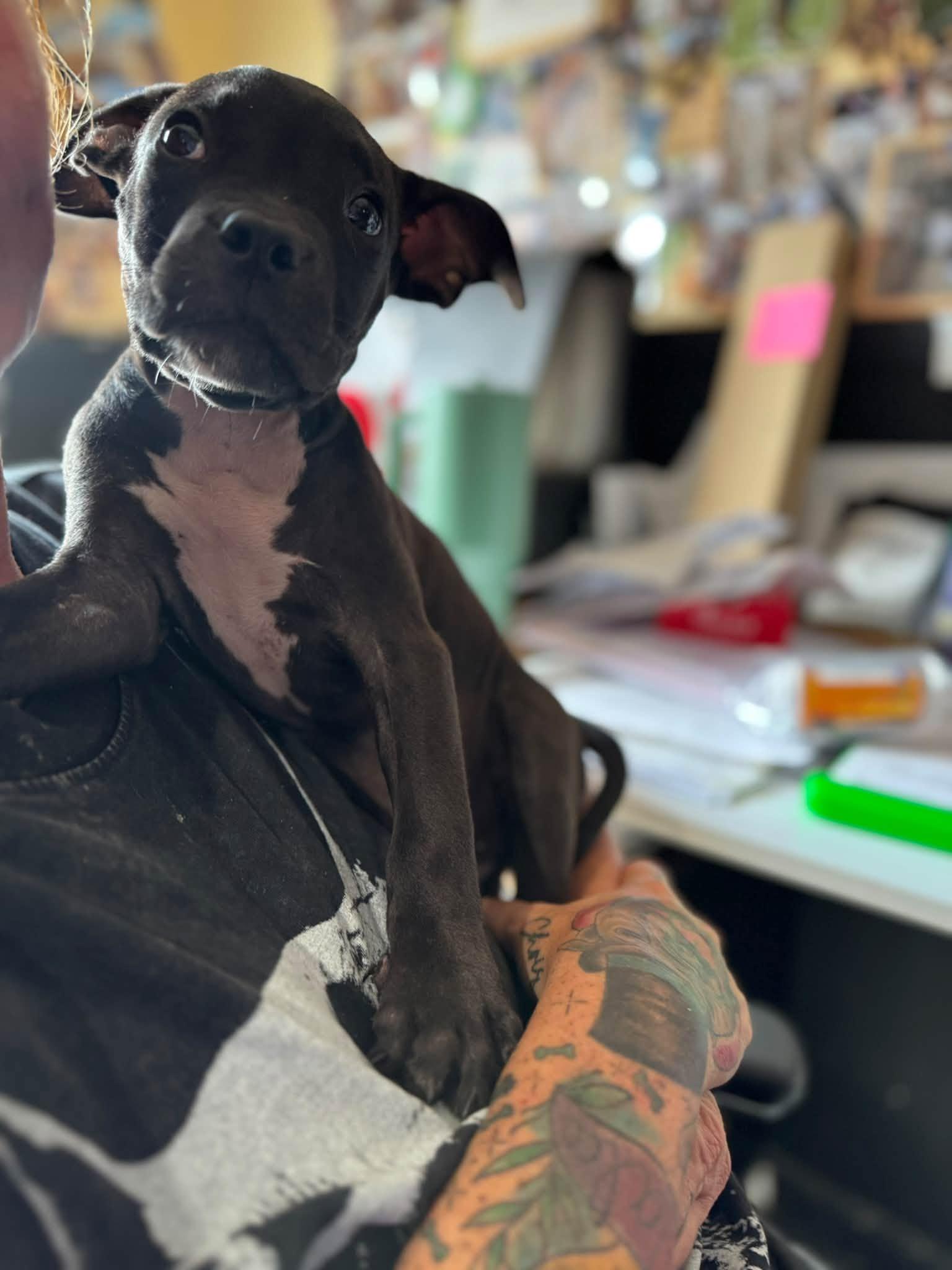 Enlarge Binx, a Adopted mixed breed in Huntsville, AL image 2/4