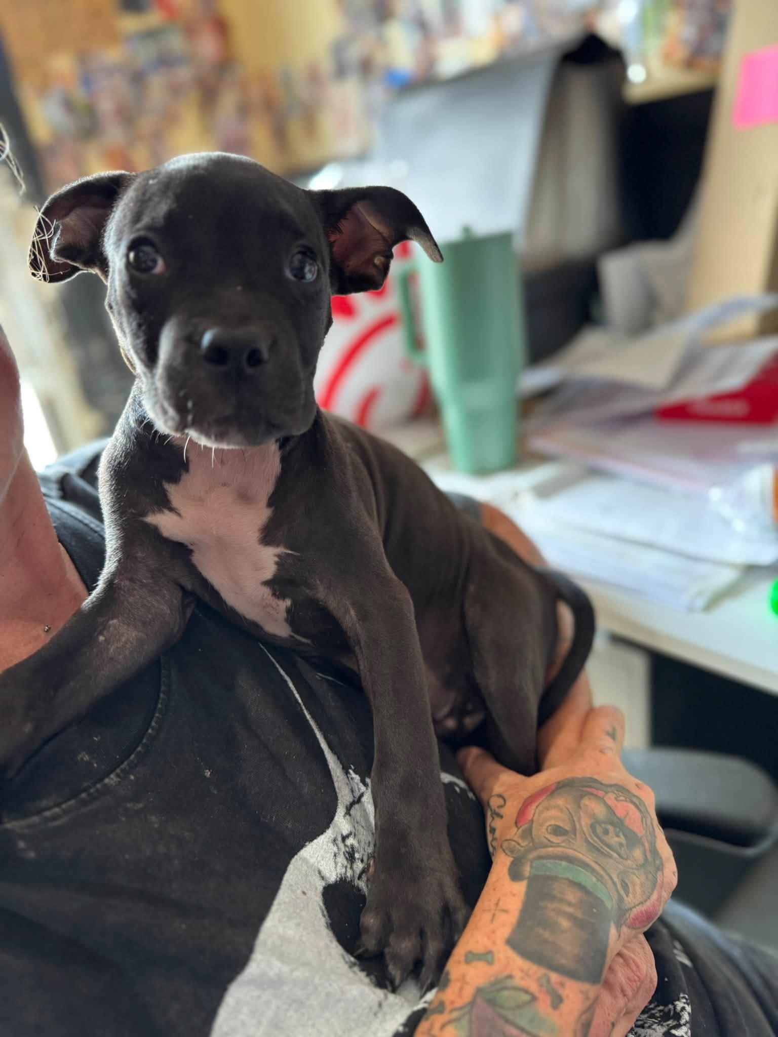 Binx, Adopted, Puppy Male Mixed Breed.