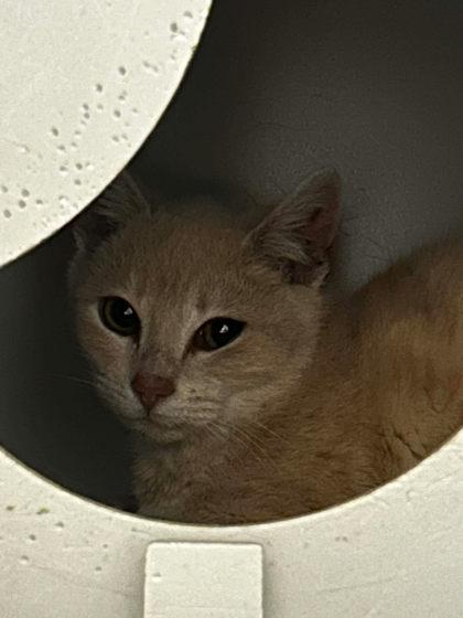 Jazzersize, Adoptable, Adult Female Domestic Short Hair & Domestic Short Hair.