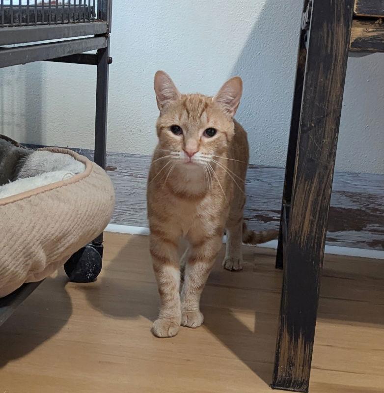 Pizzazz, Adoptable, Young Female Tabby & Domestic Short Hair.