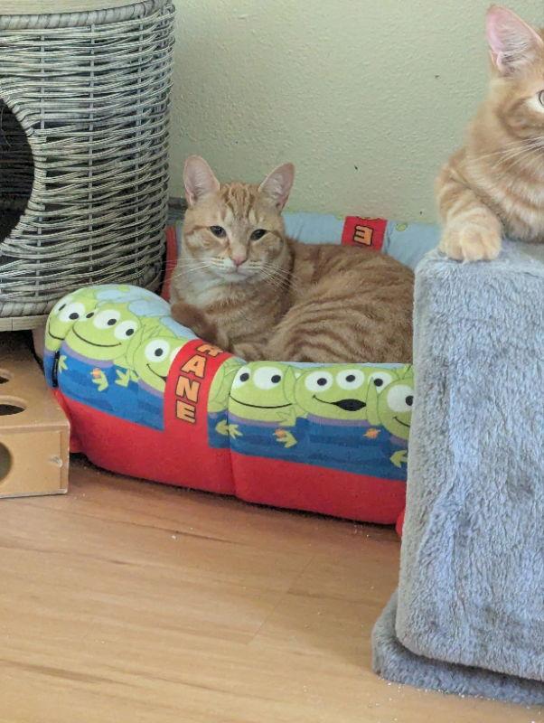 Enlarge Pizzazz, a Adoptable mixed breed in Ocala, FL image 3/3