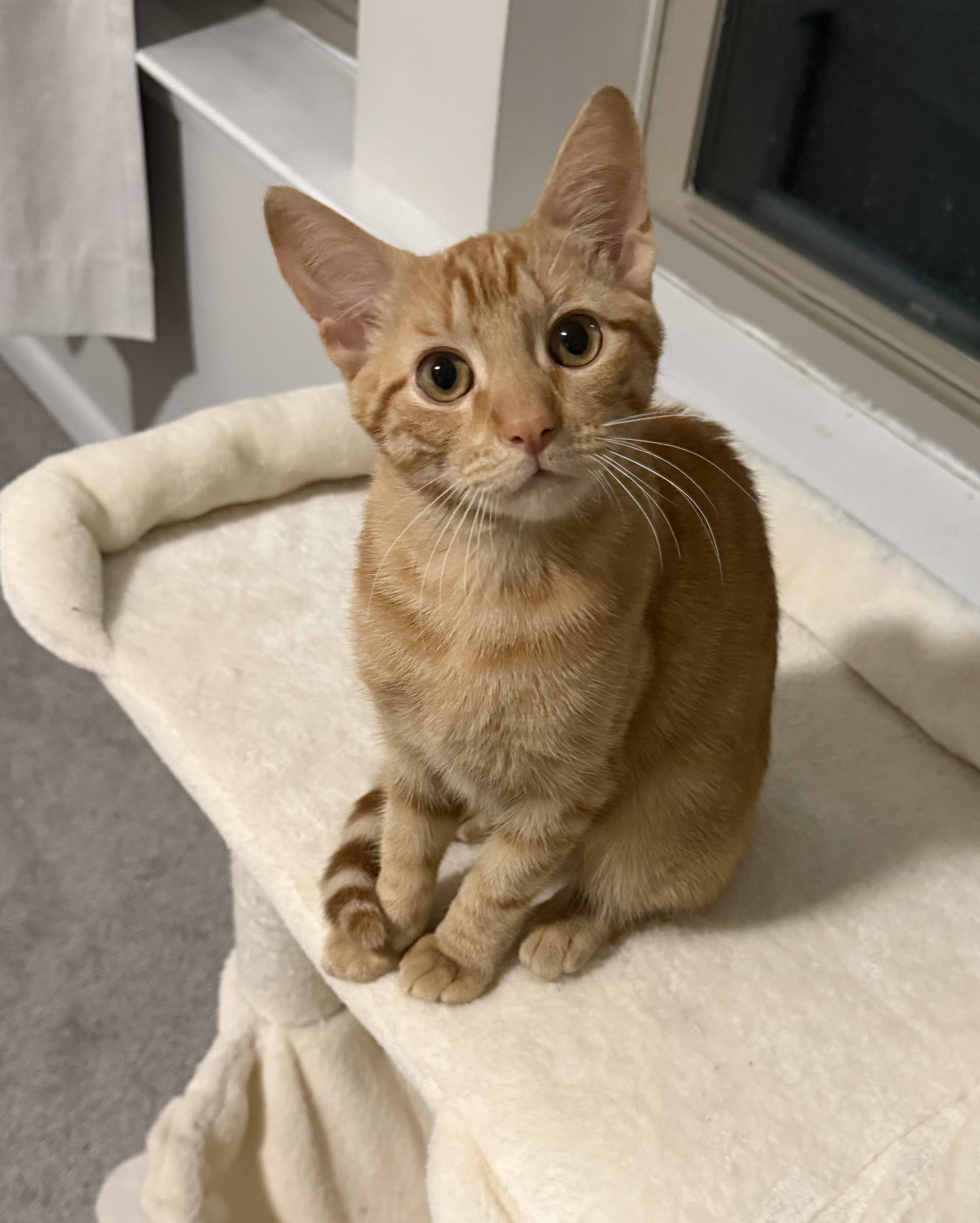 Fisk, Adopted, Young Male Tabby.