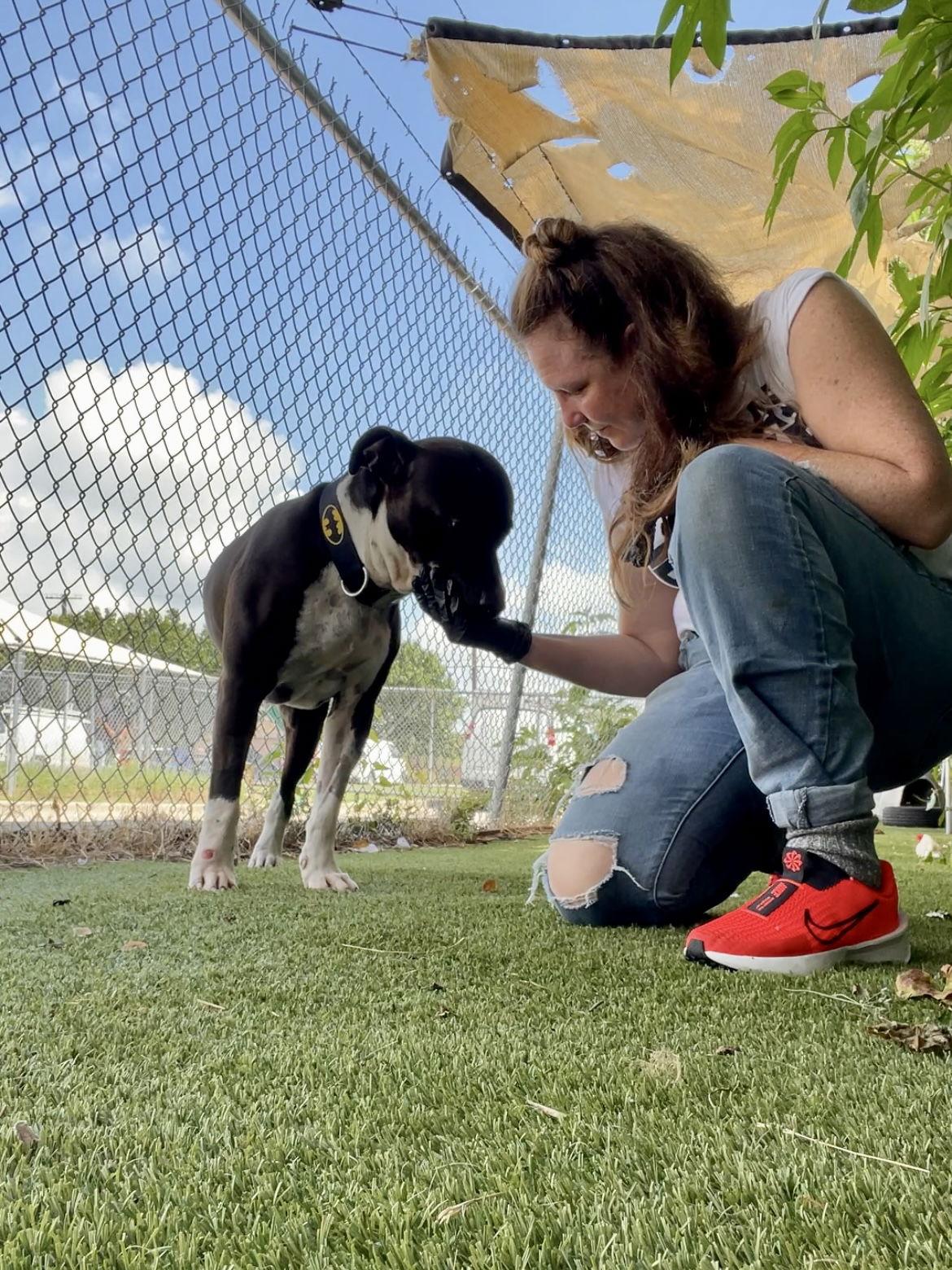 Jack, a Adoptable Mixed Breed in Rowlett, TX image 1/3