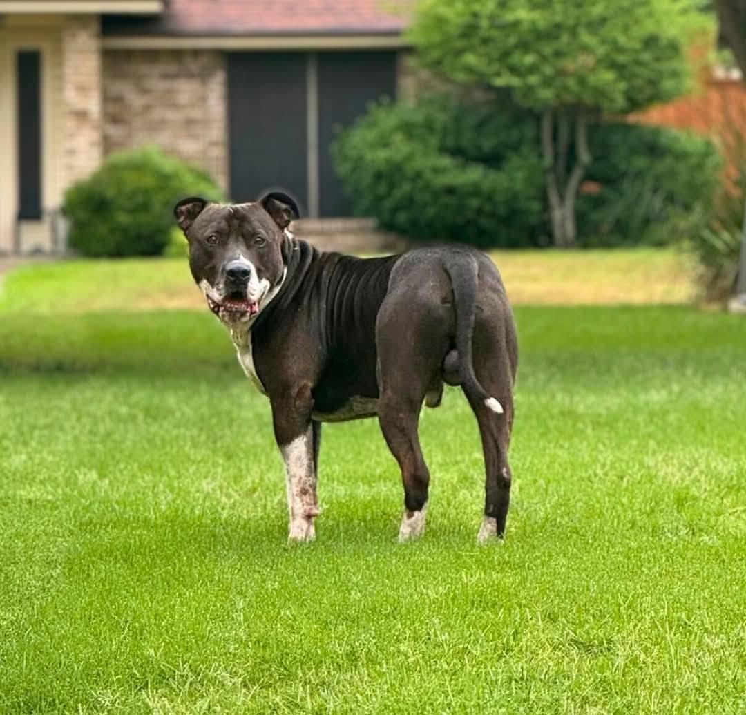 Jack, a Adoptable Mixed Breed in Rowlett, TX image 2/3