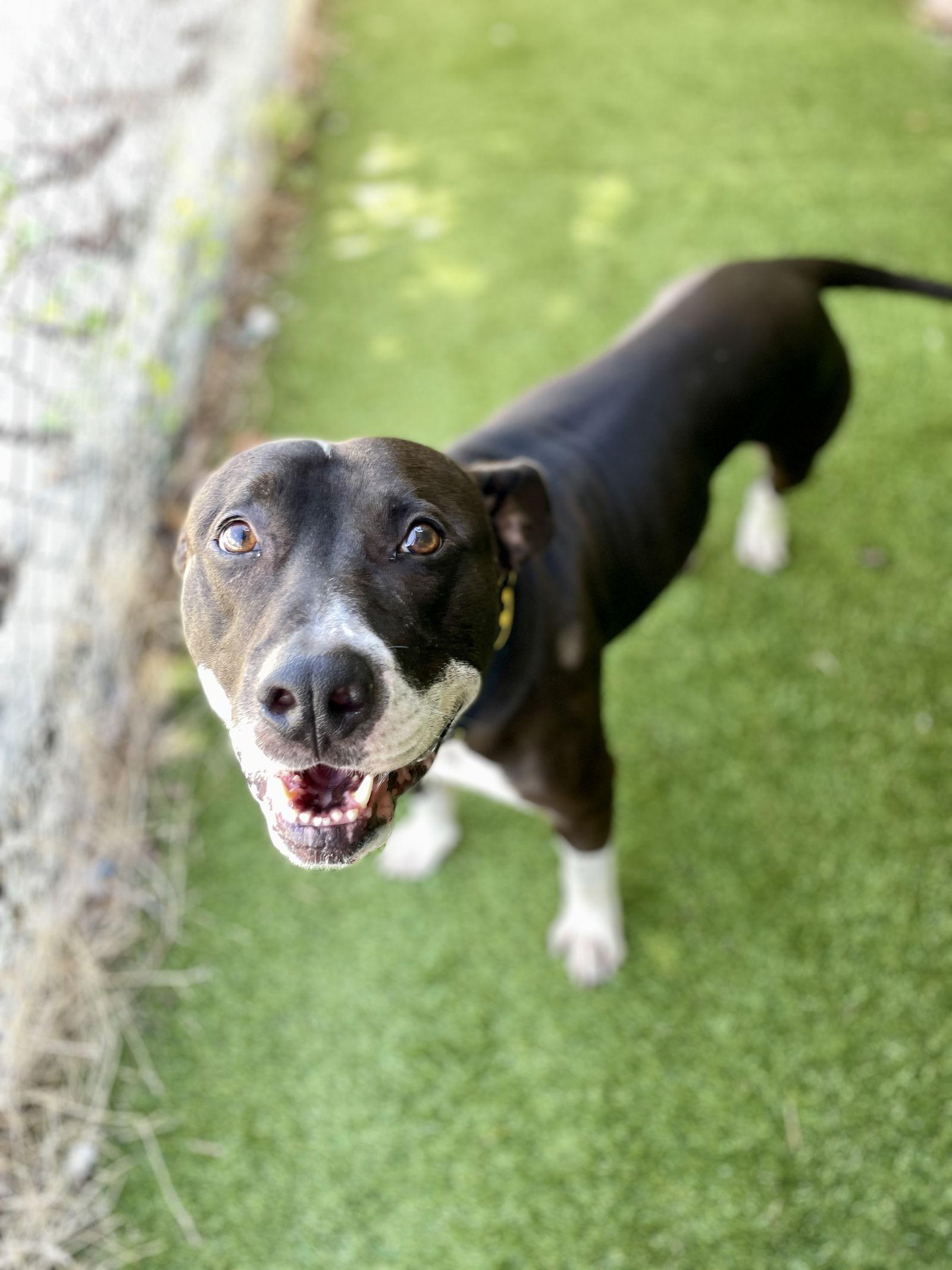 Jack, a Adoptable Mixed Breed in Rowlett, TX image 3/3