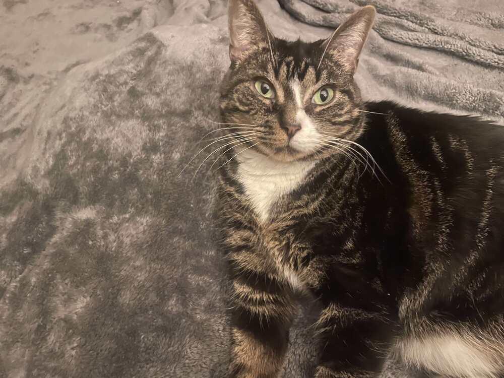 Tracy, Adoptable, Adult Female Domestic Short Hair.