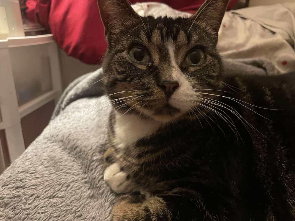 Enlarge Tracy, a Adoptable Domestic Short Hair in Stafford, VA image 2/6