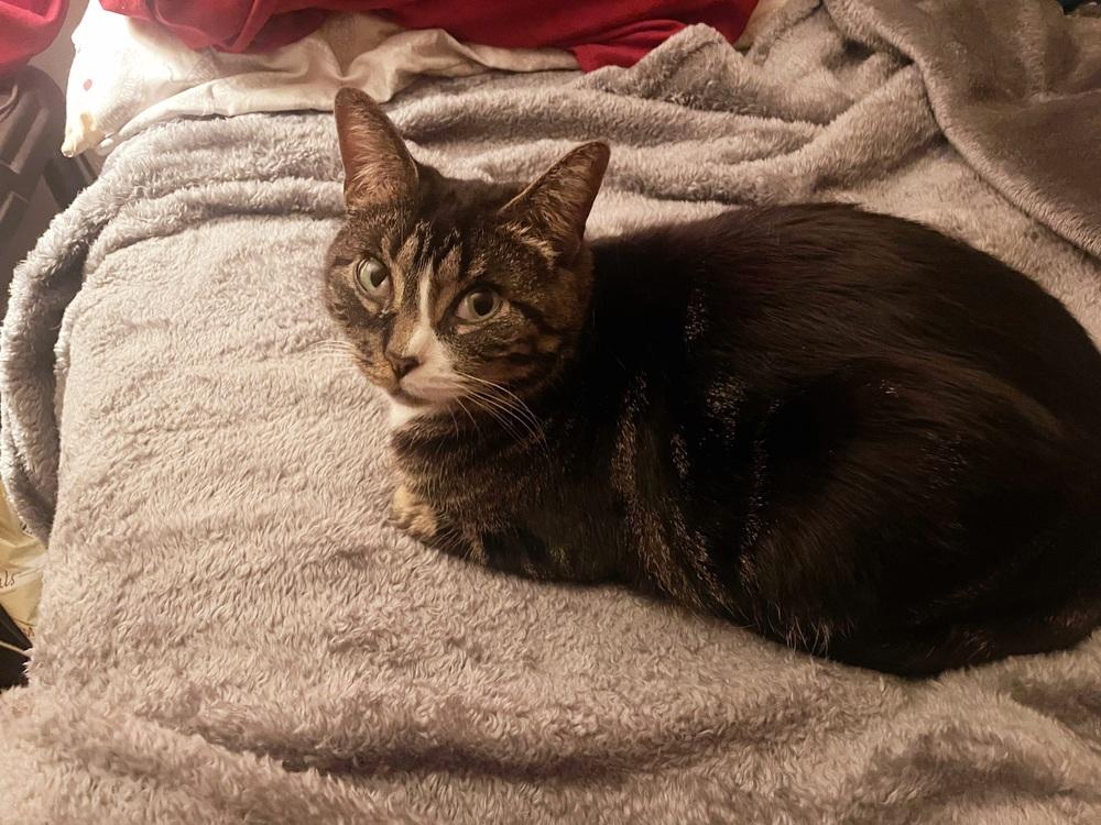 Tracy, Adoptable, Adult Female Domestic Short Hair.