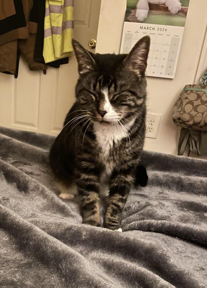 Enlarge Tracy, a Adoptable Domestic Short Hair in Stafford, VA image 4/6