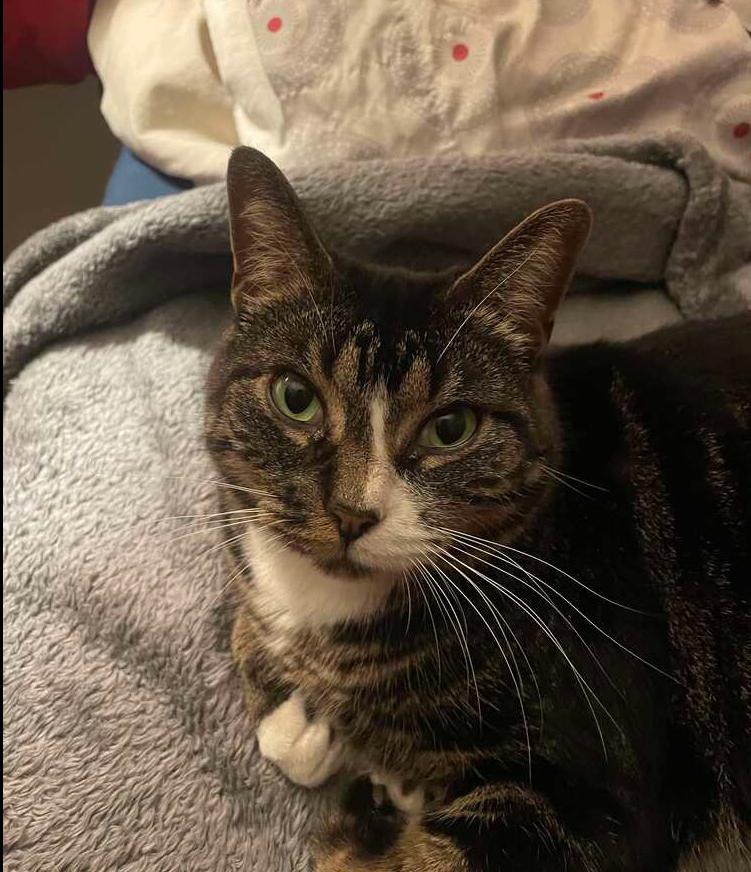 Enlarge Tracy, a Adoptable Domestic Short Hair in Stafford, VA image 5/6