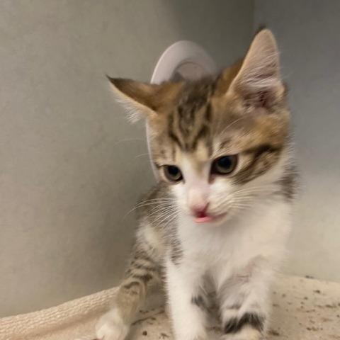 Nick Wilde, Adoptable, Kitten Male Domestic Short Hair.